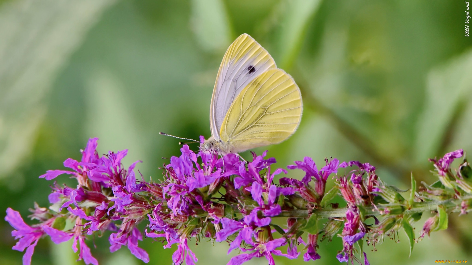 животные, бабочки, , мотыльки, , моли, цветы, бабочка, луг