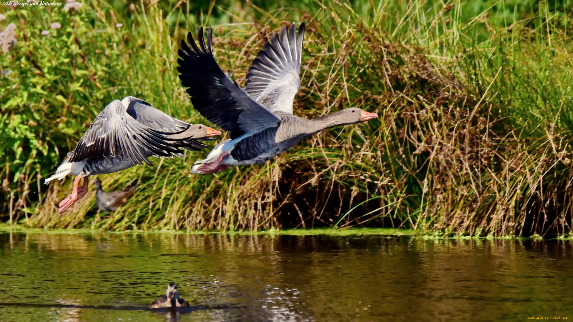 животные, гуси