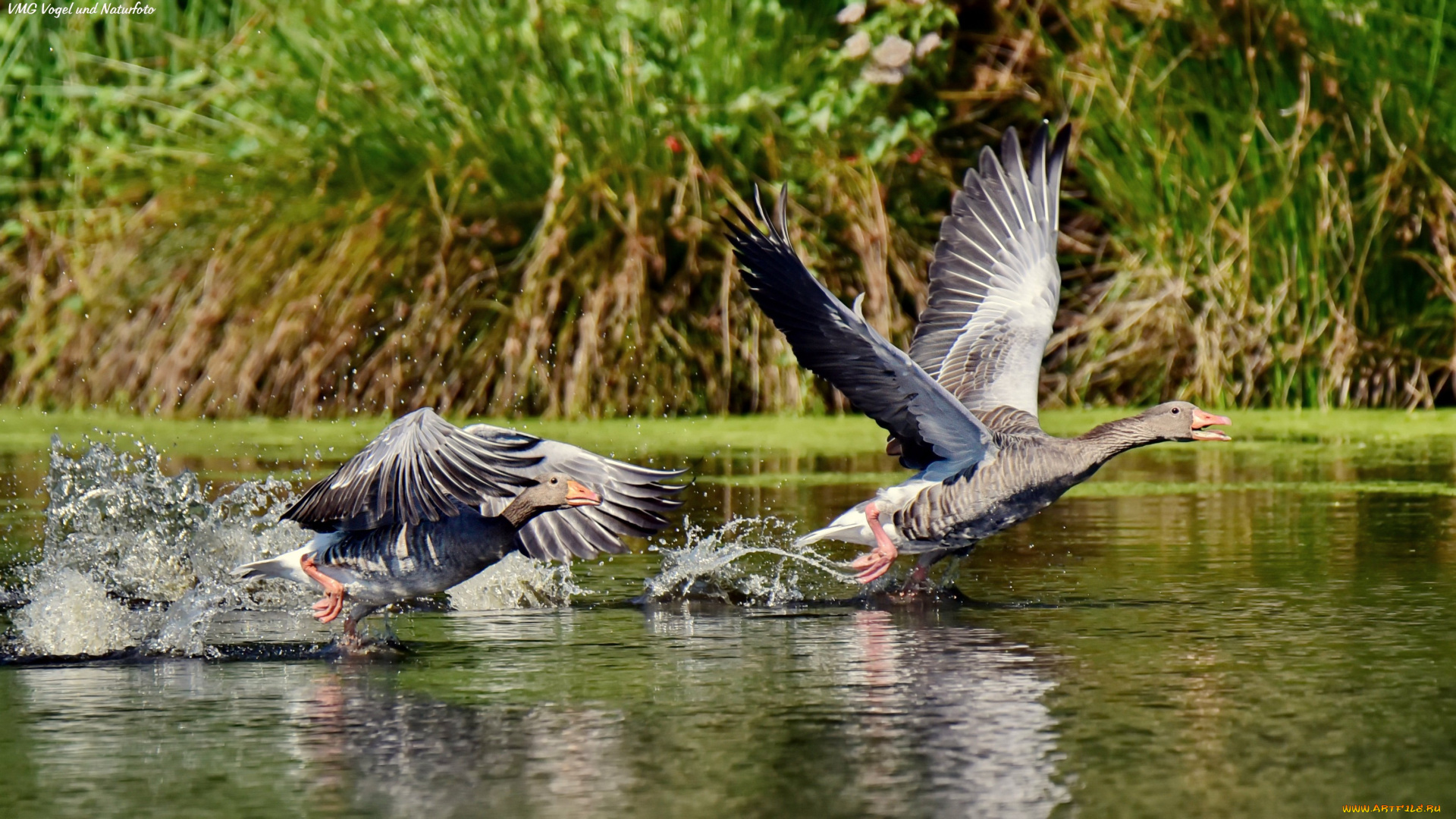 животные, гуси, вода, брызги, озеро