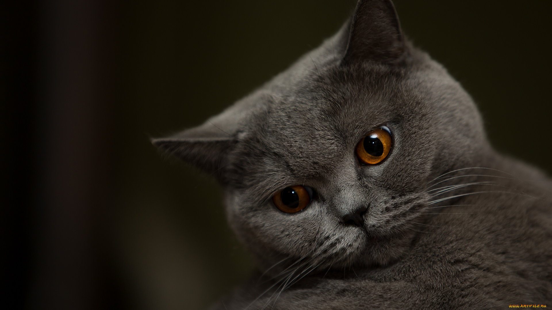 животные, коты, глаза, мордочка, кот