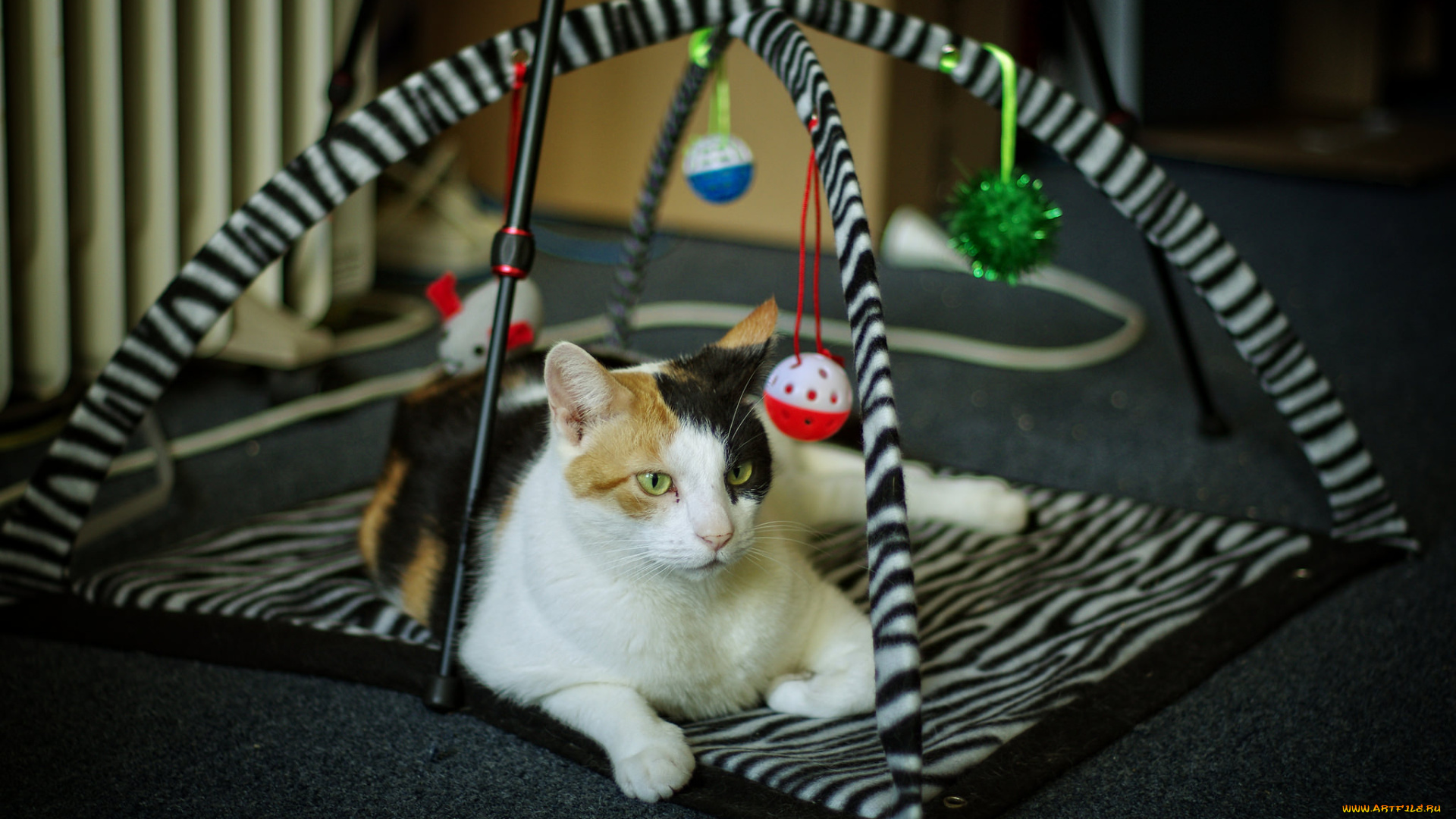 животные, коты, игрушки, взгляд, мордочка, кошка, кот