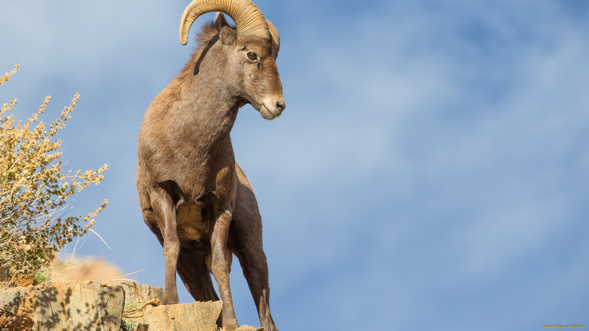 животные, козы, архар