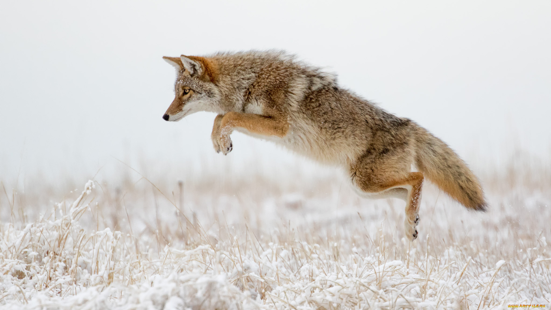 животные, лисы, лисичка