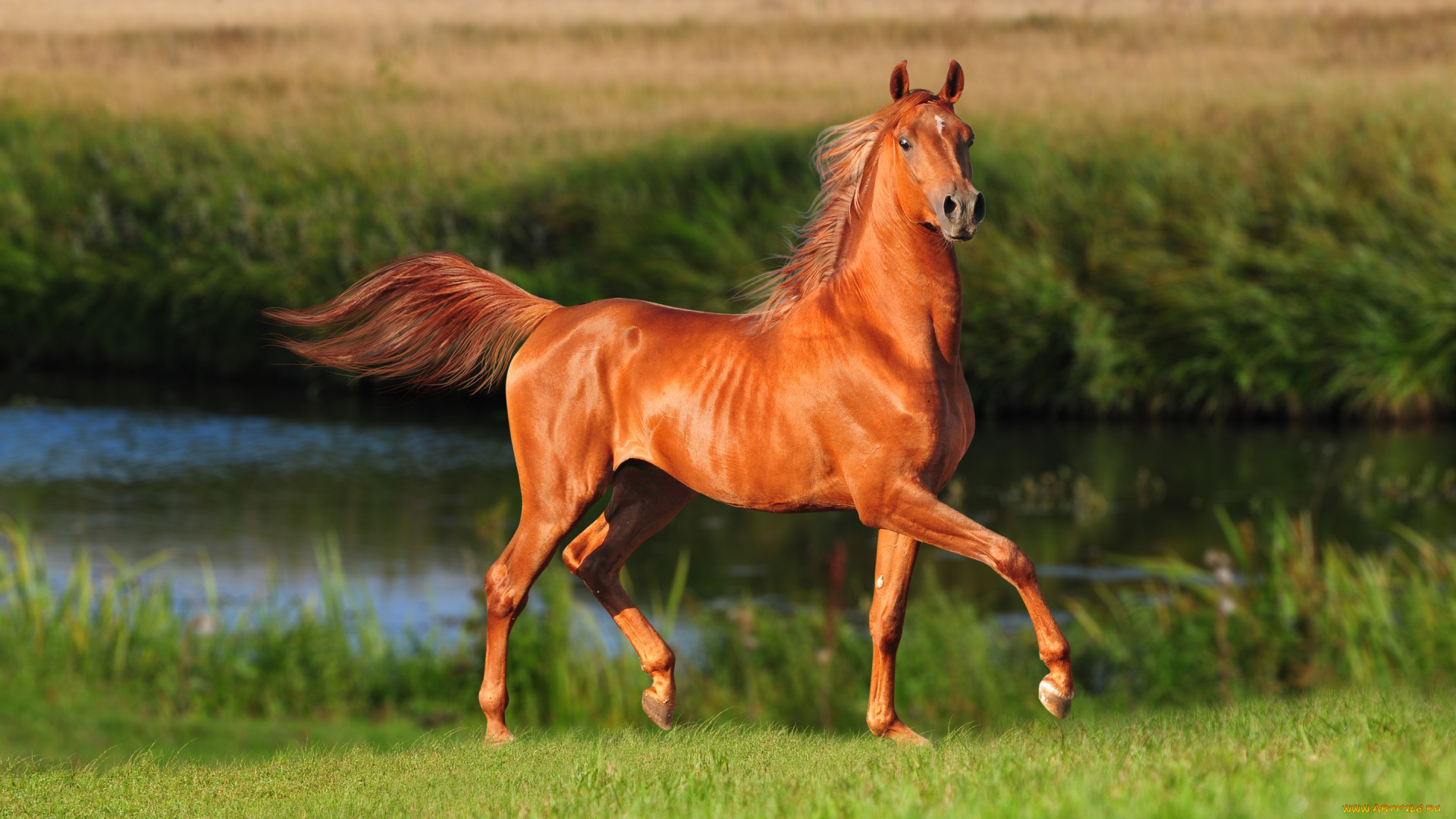 животные, лошади, лето, конь, лошадь, красавец, река, поле, трава, коричневый