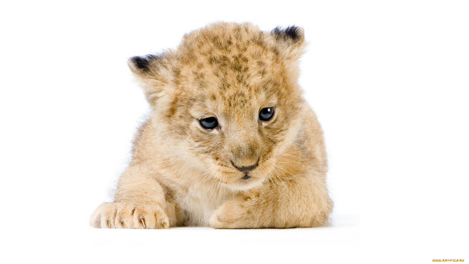 животные, львы, лев, львенок, дикие, кошки, лежит, морда, милый, белый, фон, фотосессия