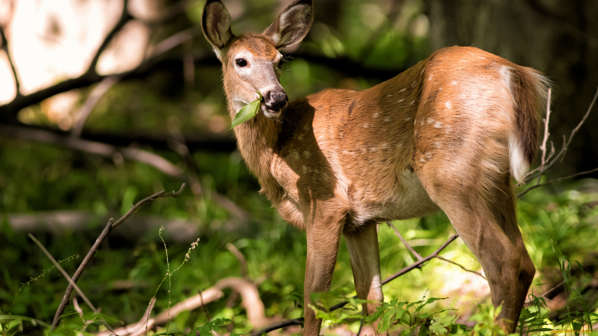 животные, олени, олениха, трава