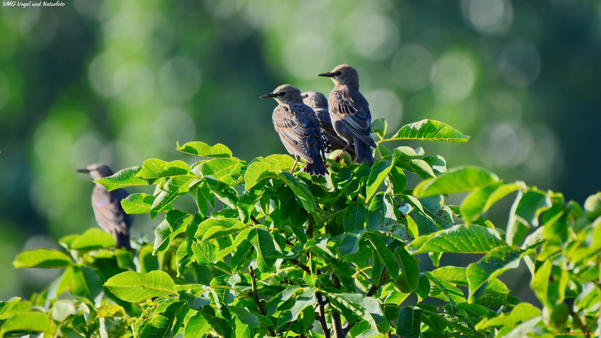 животные, птицы, листья, солнечно