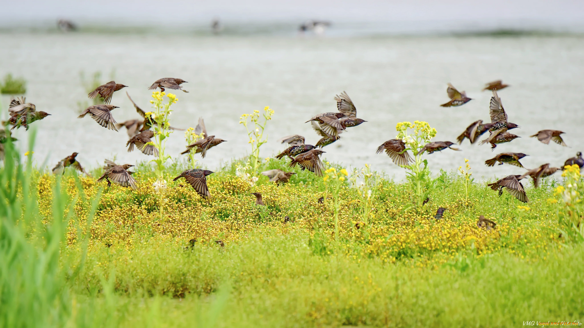 животные, птицы, стая, трава