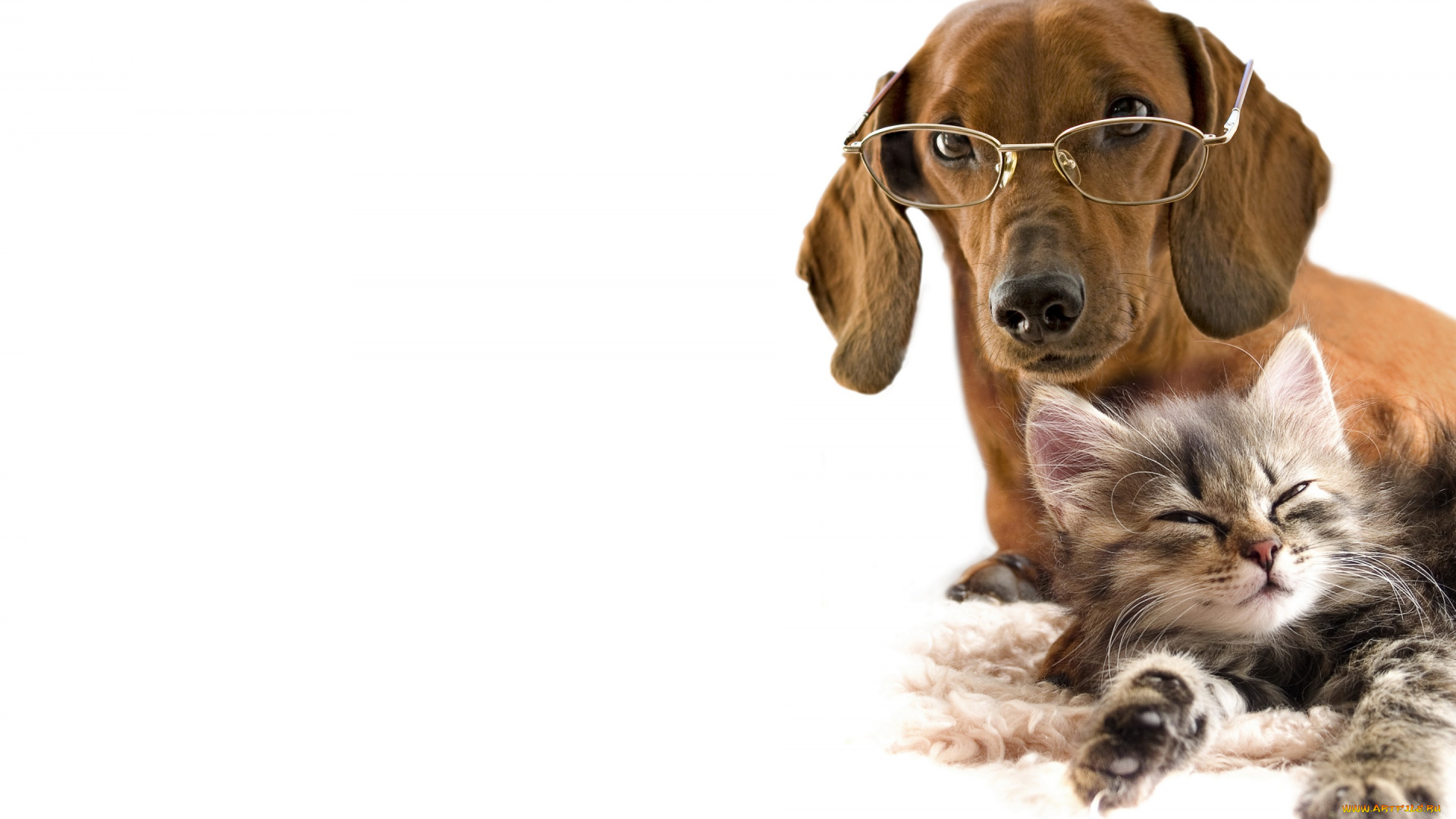 животные, разные, вместе, котенок, такса, собака, дружба, любовь, очки, белый, фон