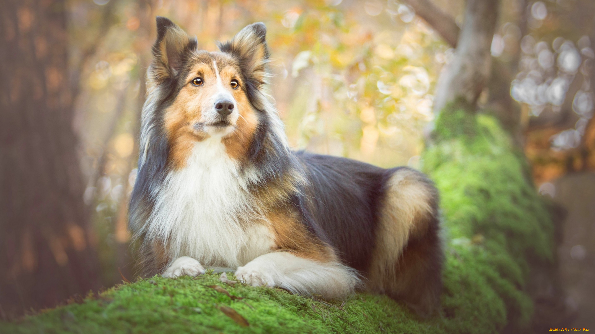 животные, собаки, дерево, собака, колли, портрет, мох