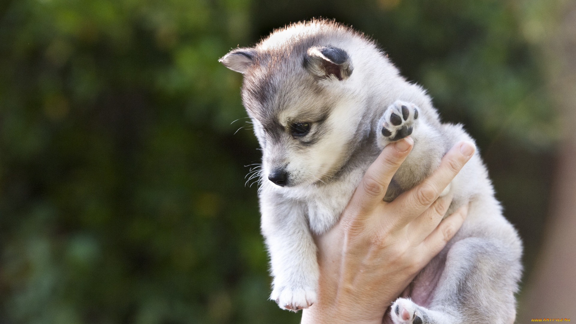 животные, собаки, держит, щенок, хаски, рука