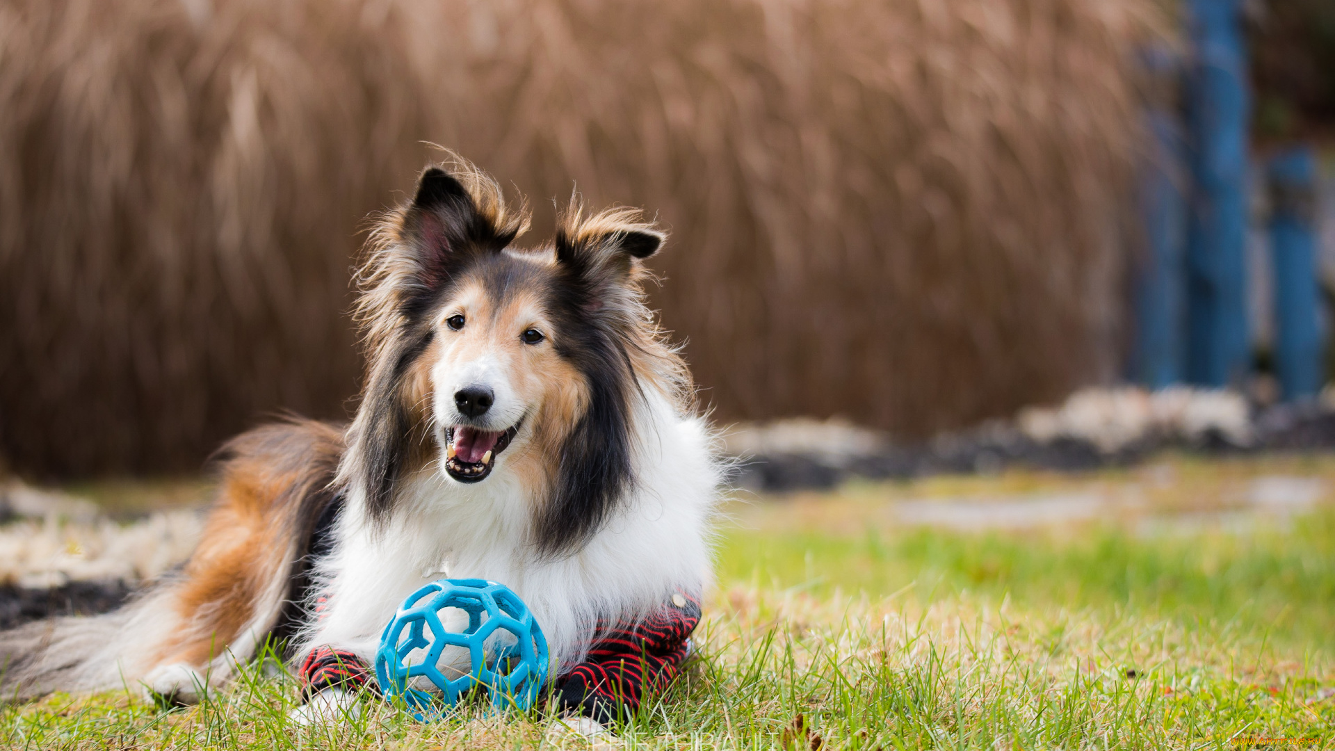 животные, собаки, мяч, луг, собака