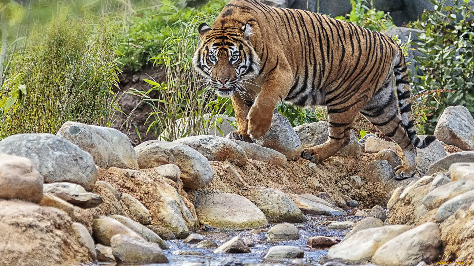 животные, тигры, тигр