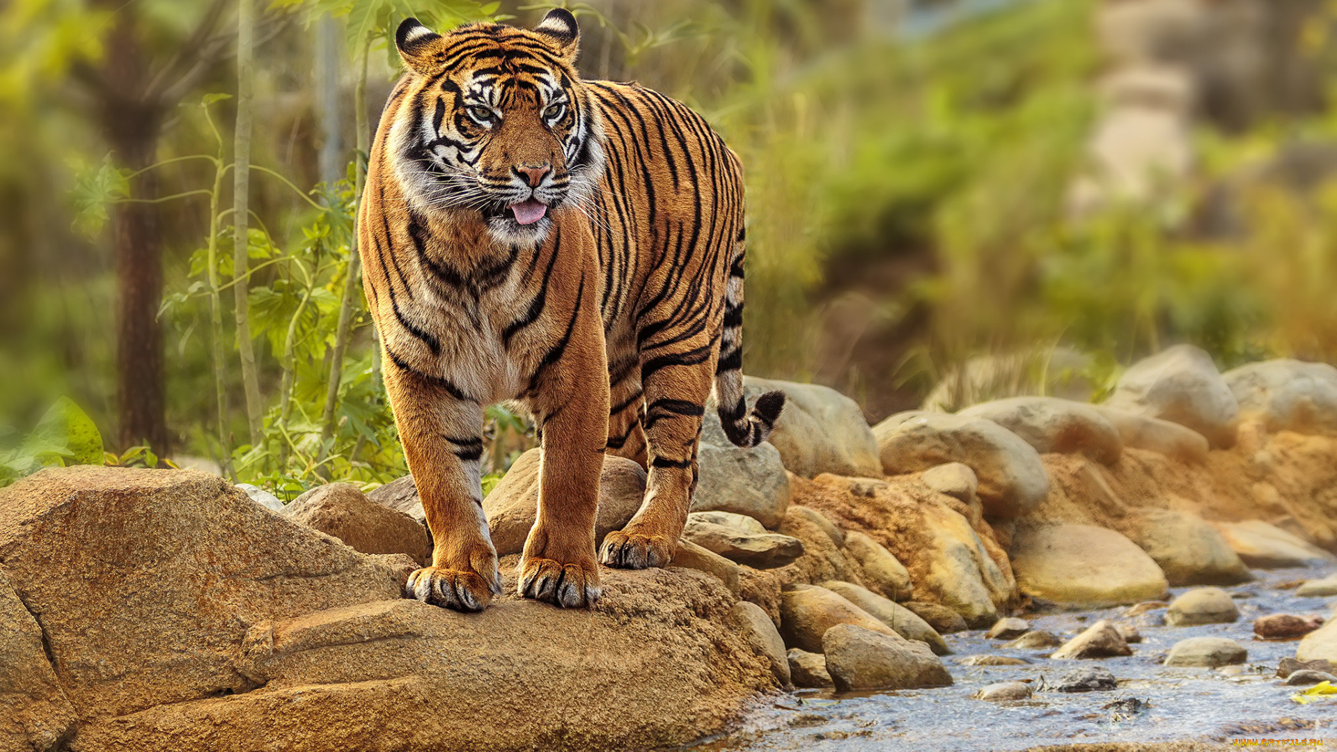 животные, тигры, тигр