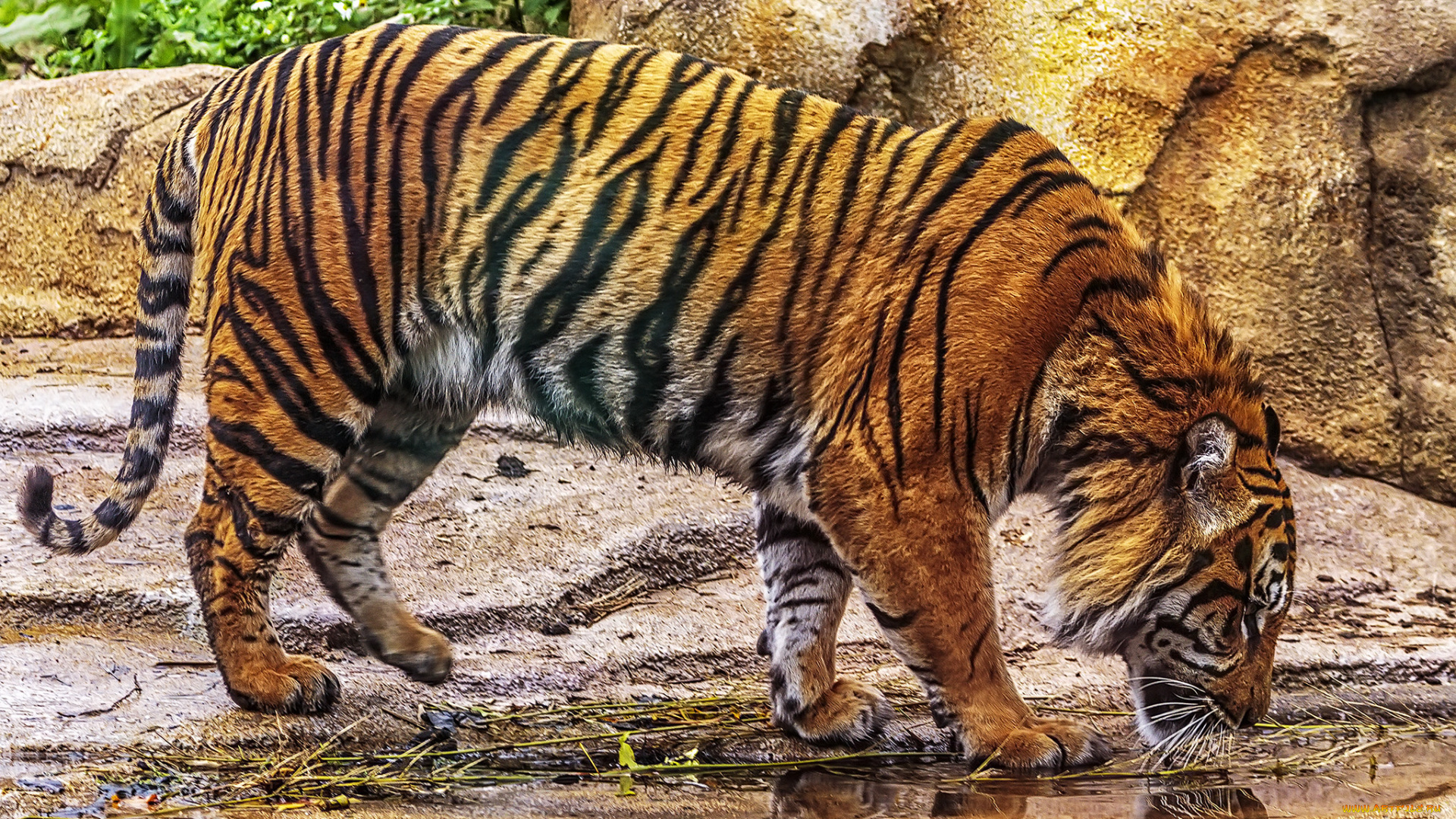 животные, тигры, тигр