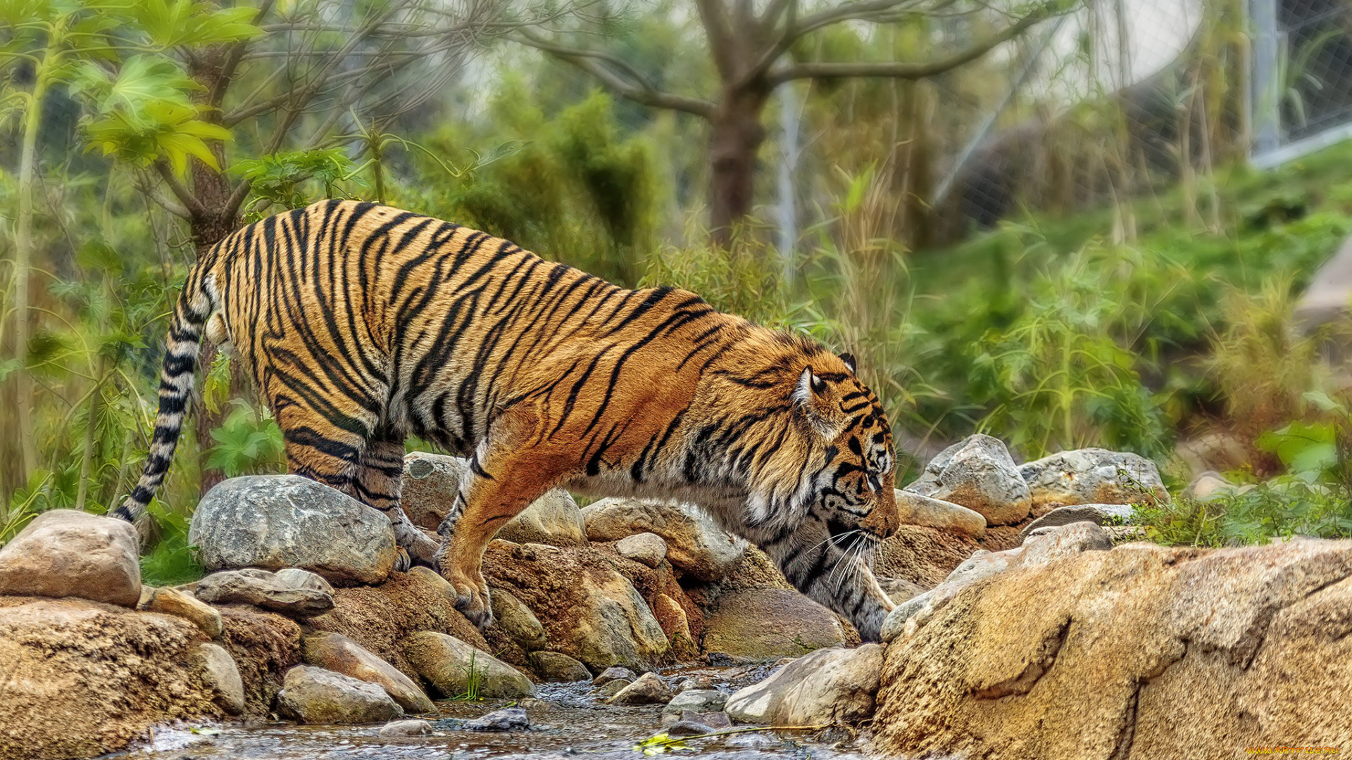 животные, тигры, тигр