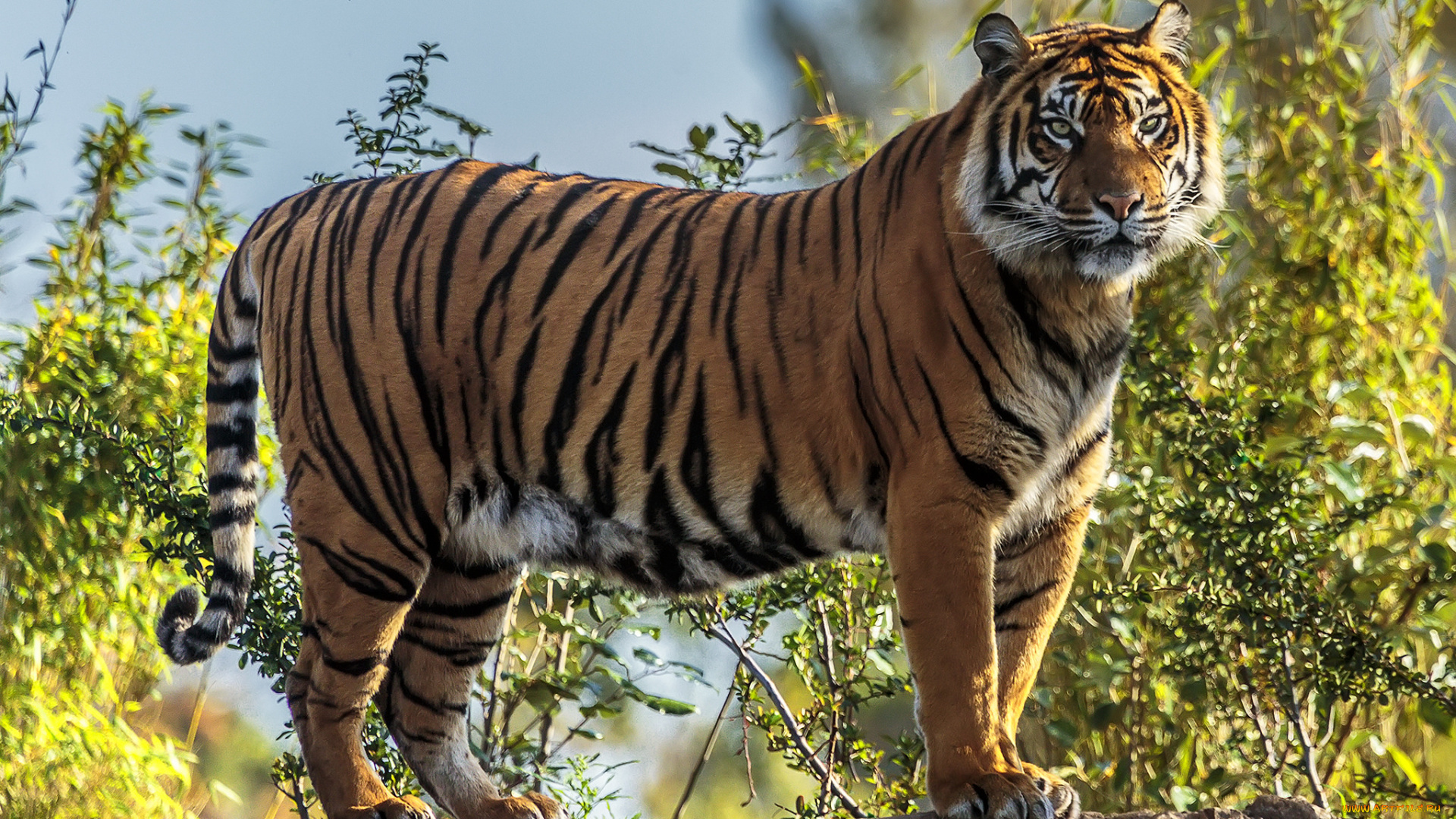 животные, тигры, тигр