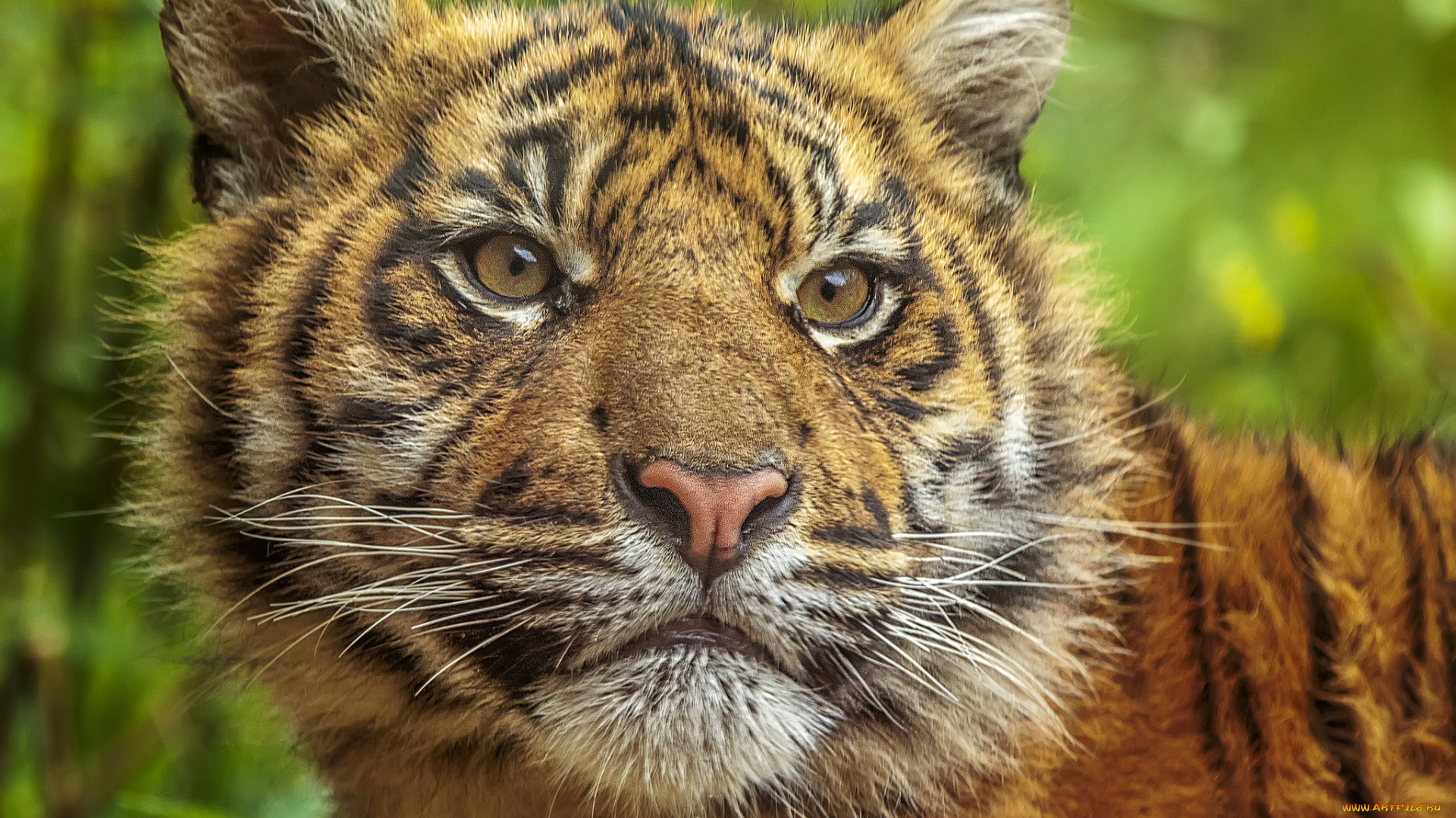 животные, тигры, тигр