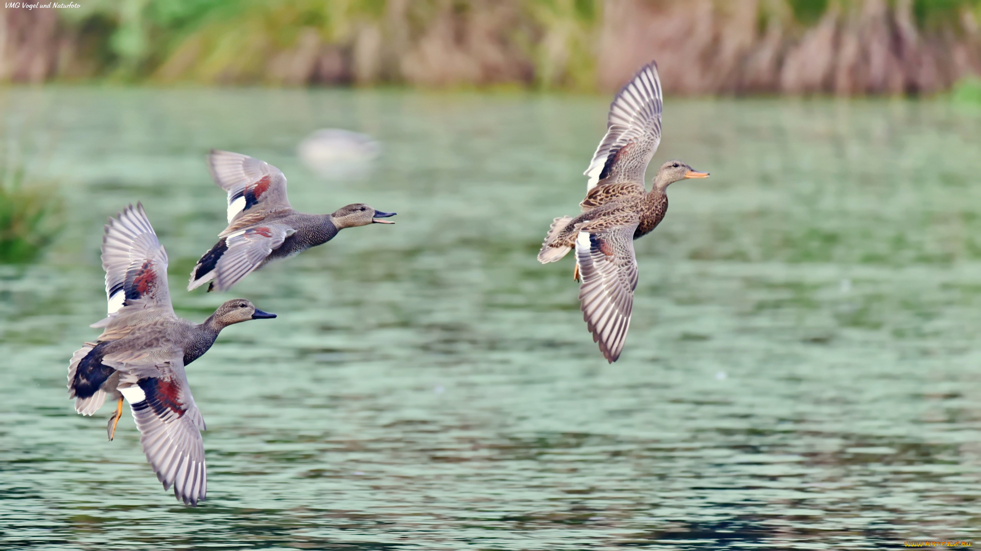 животные, утки, полет, стая