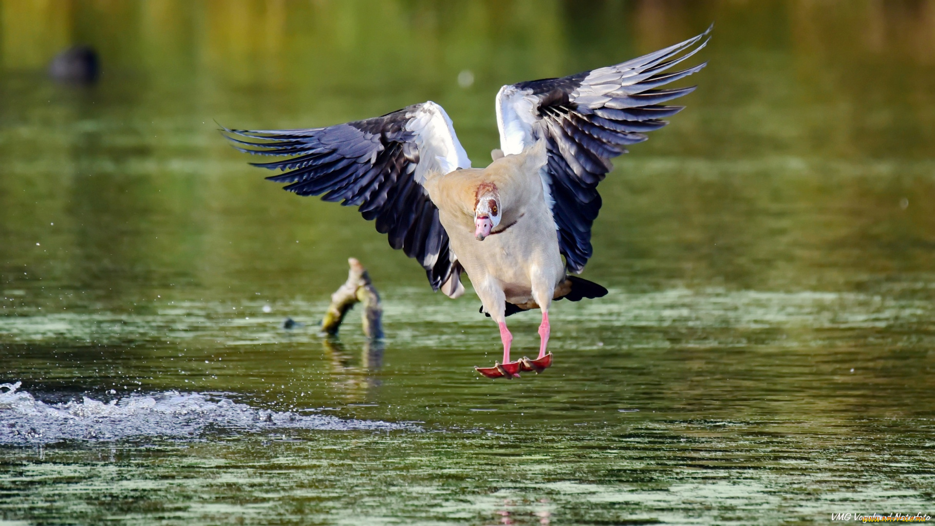 животные, утки, утка, озеро