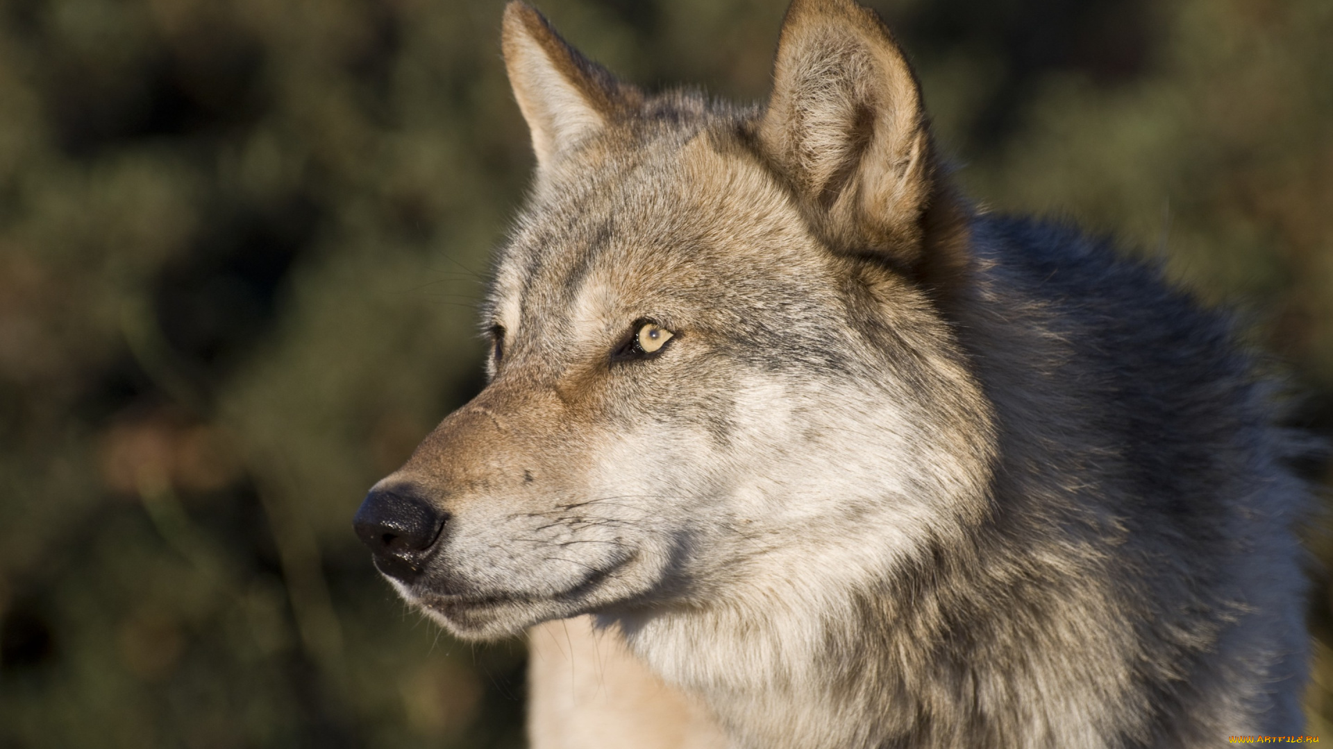 животные, волки, , койоты, , шакалы, взгляд, хищник, серый, волк