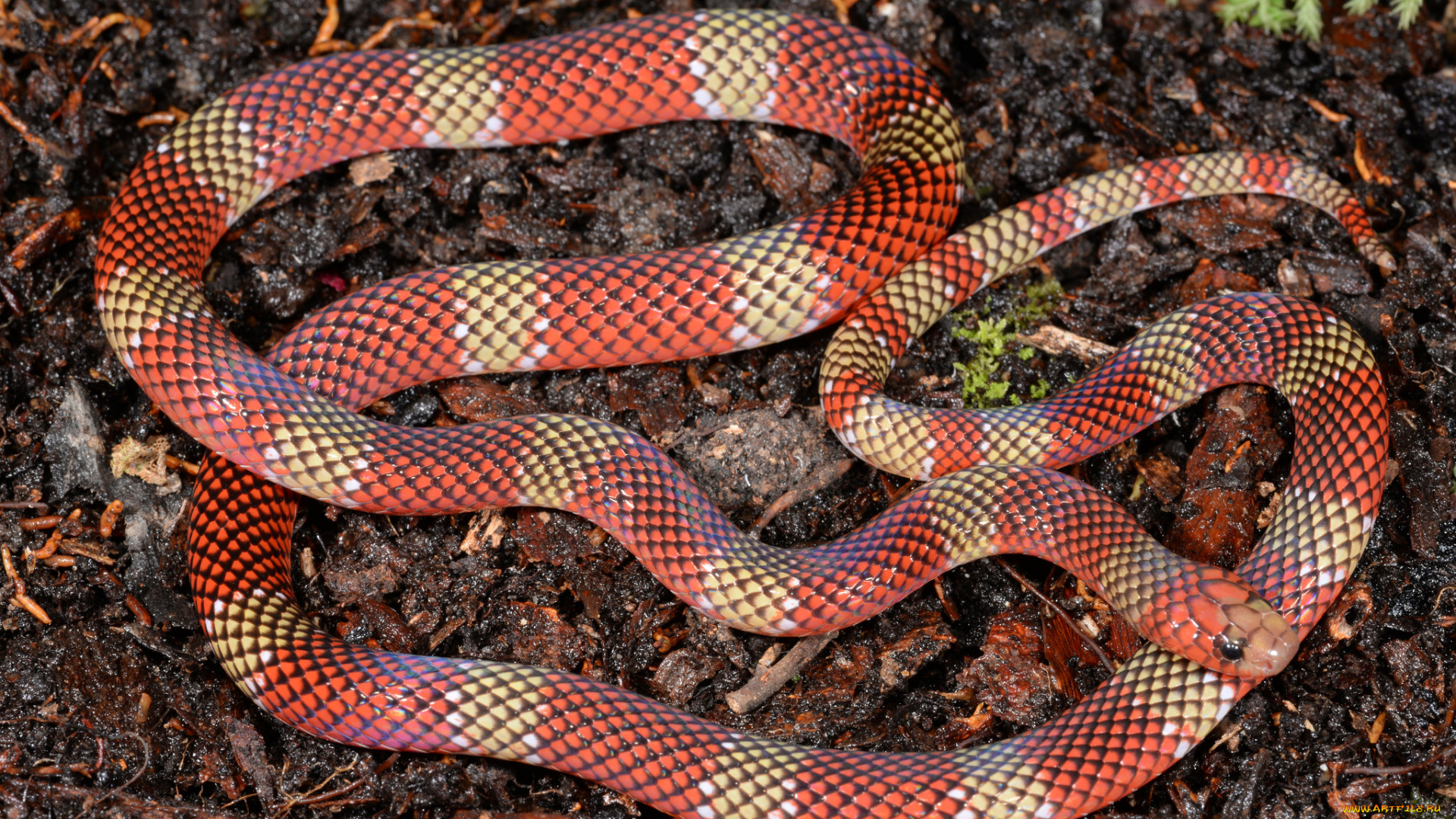 животные, змеи, , питоны, , кобры, макро, природа, змея