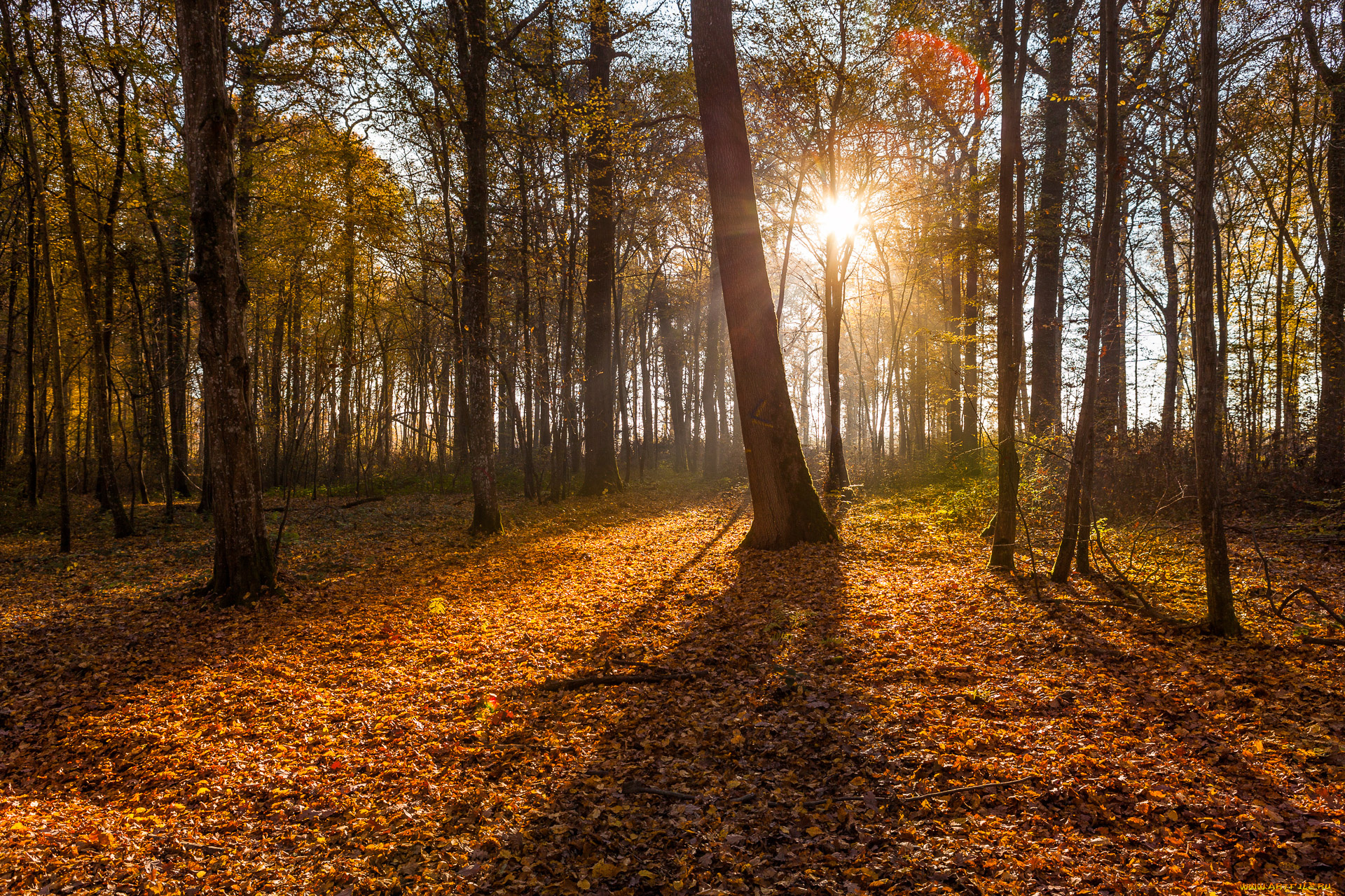 природа, лес, осень
