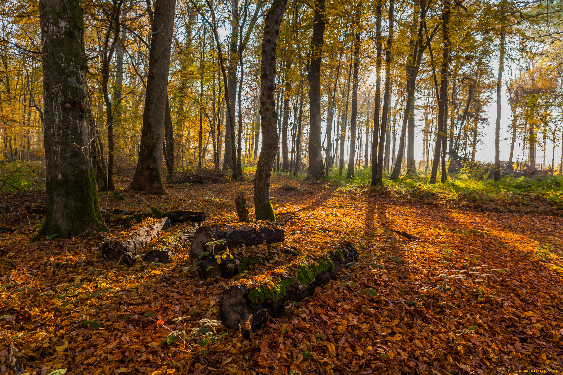 природа, лес, осень