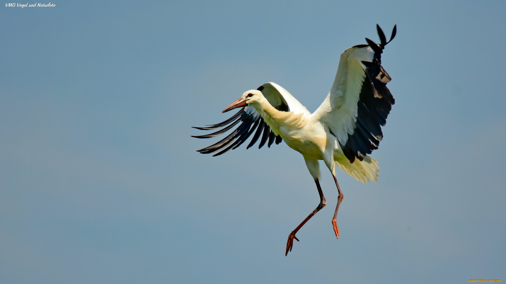 животные, аисты, небо, аист