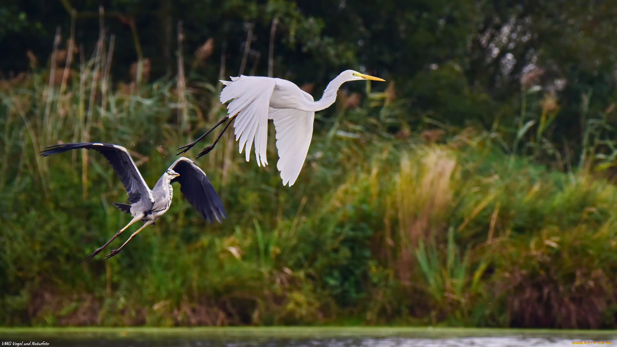 животные, цапли, , выпи, летят