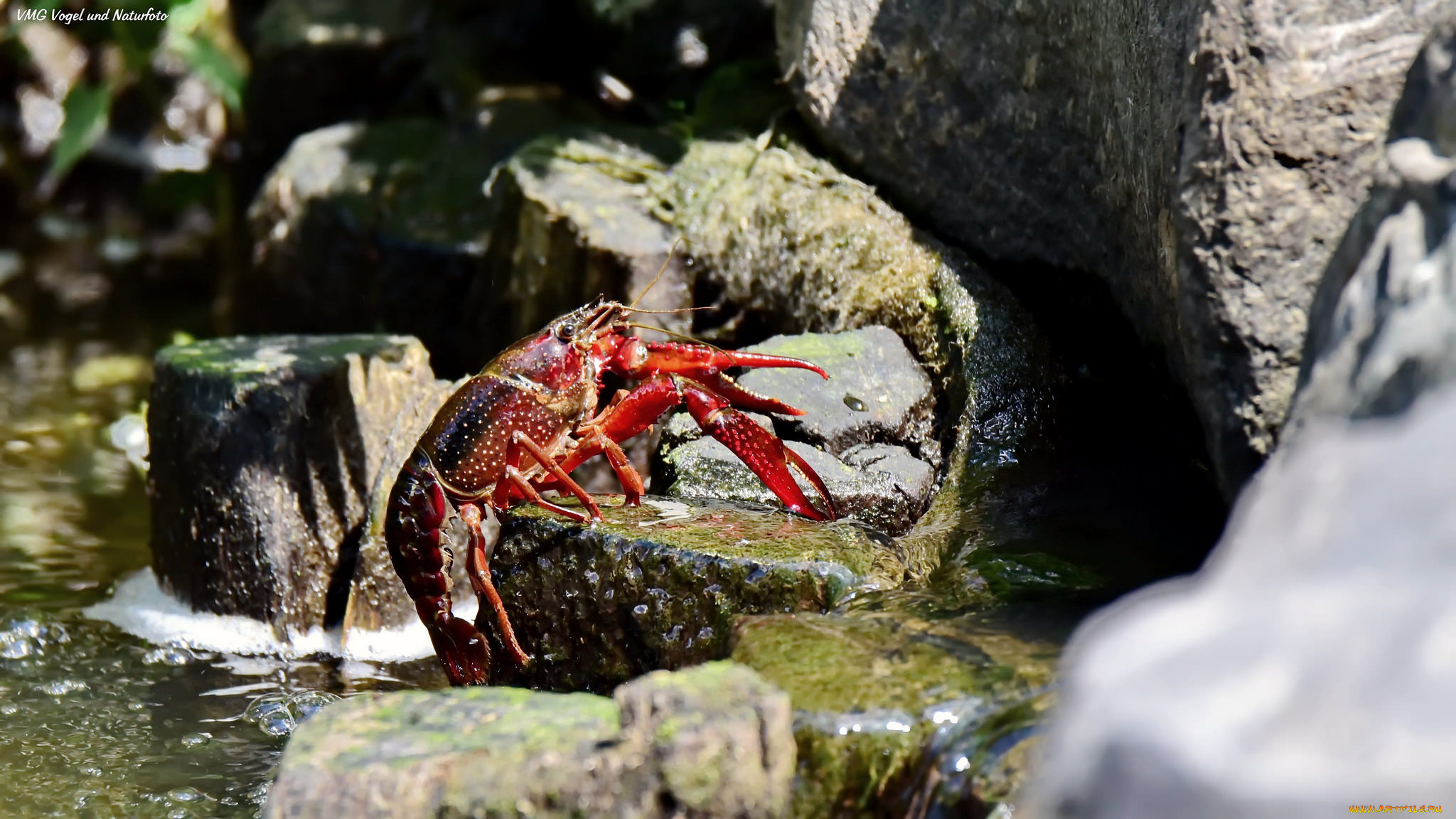 животные, крабы, , раки, рак, камни