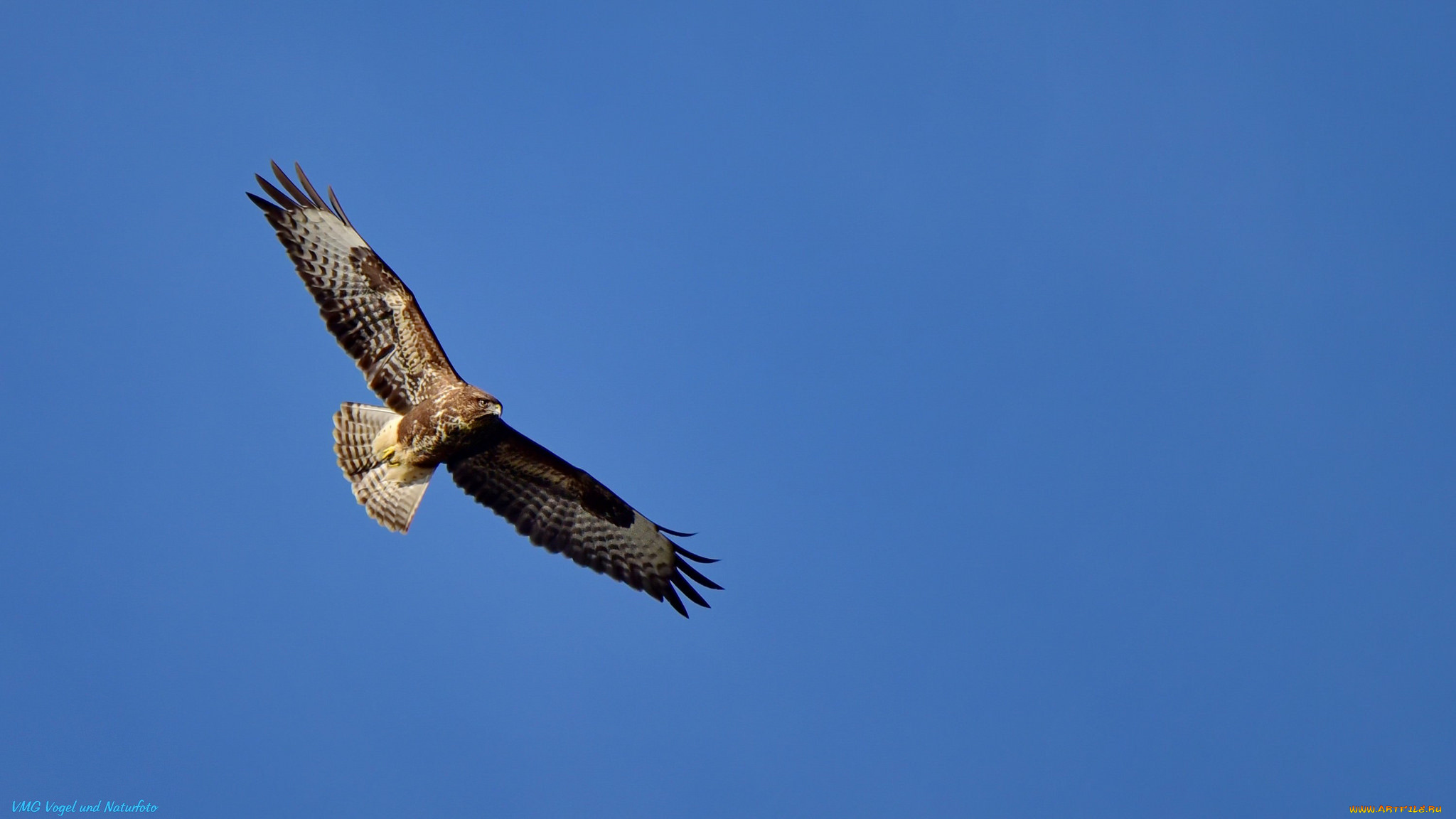 животные, птицы, -, хищники, сокол, небо