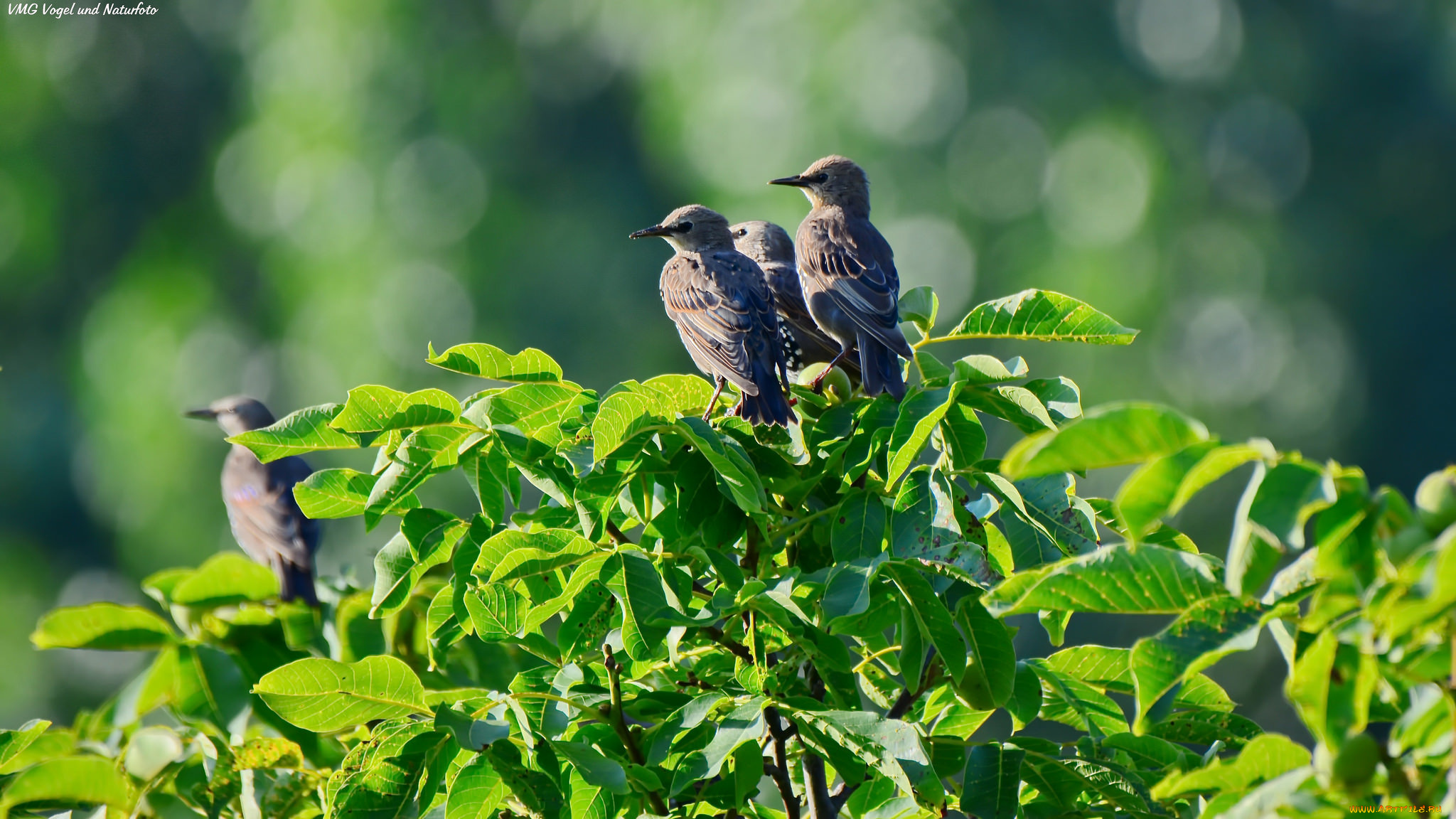 животные, птицы, листья, солнечно