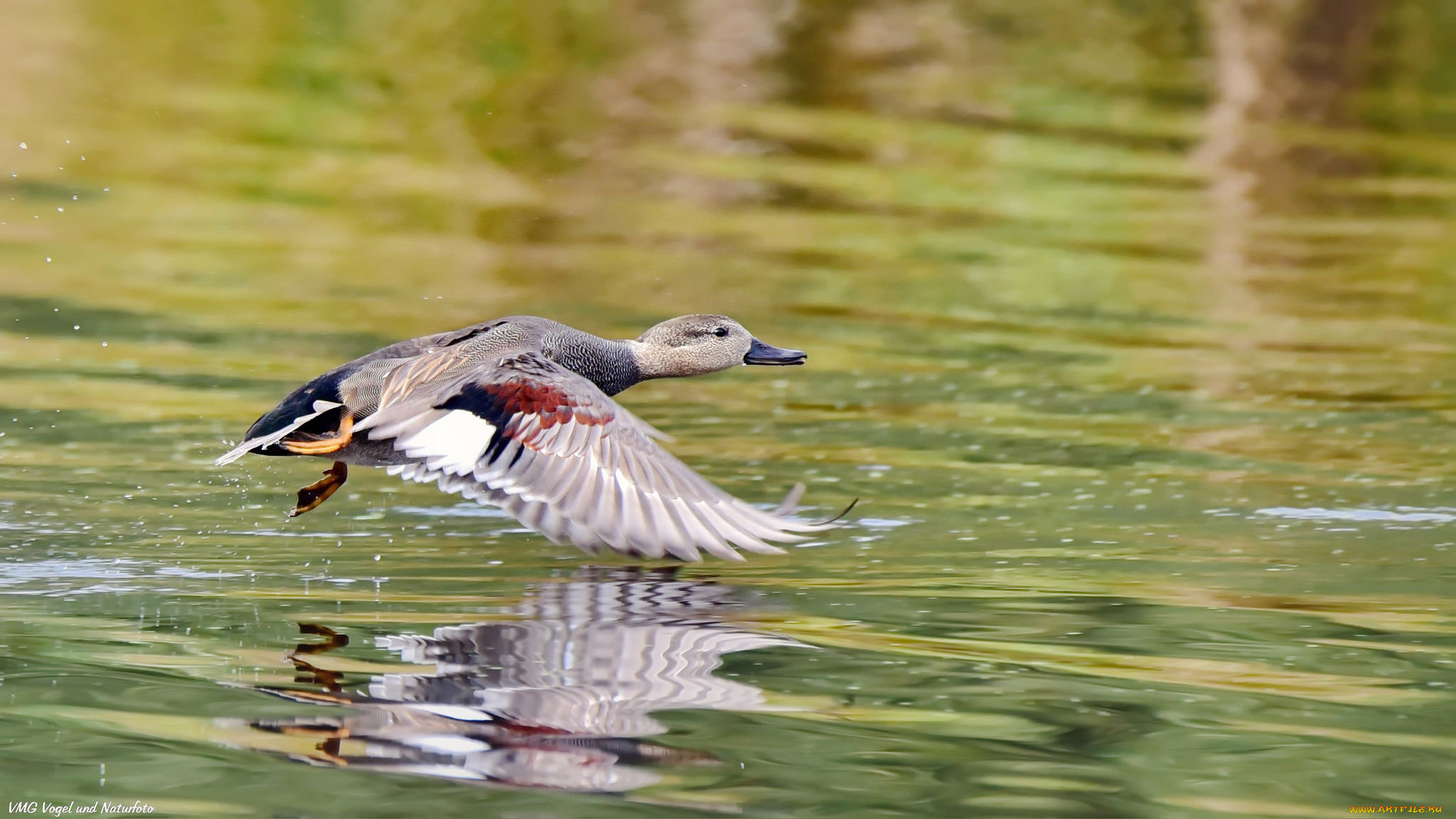 животные, утки, озеро, утка