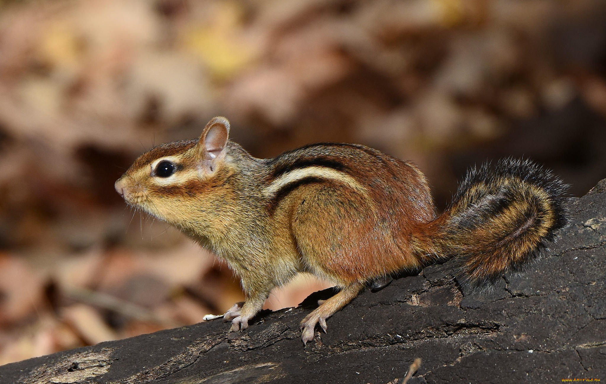 животные, бурундуки, бурундучок