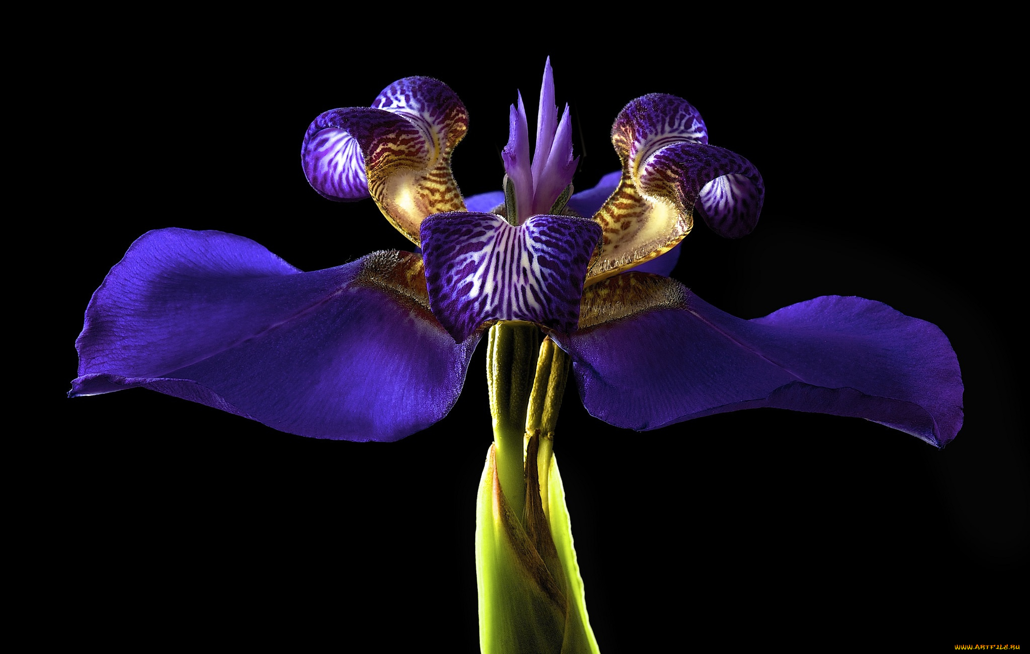 цветы, ирисы, фон, цветок, черный, ирис