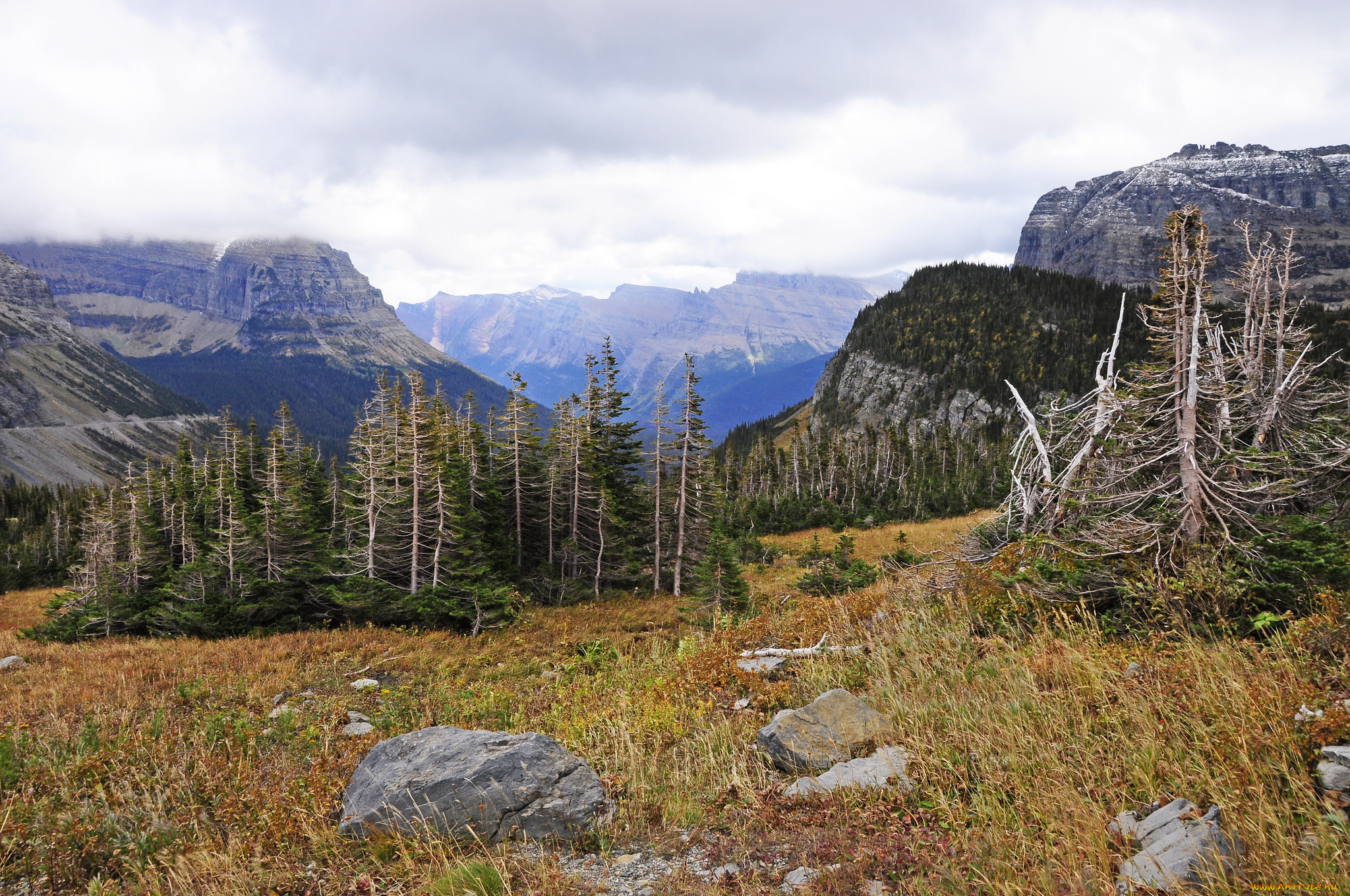 природа, горы, лес