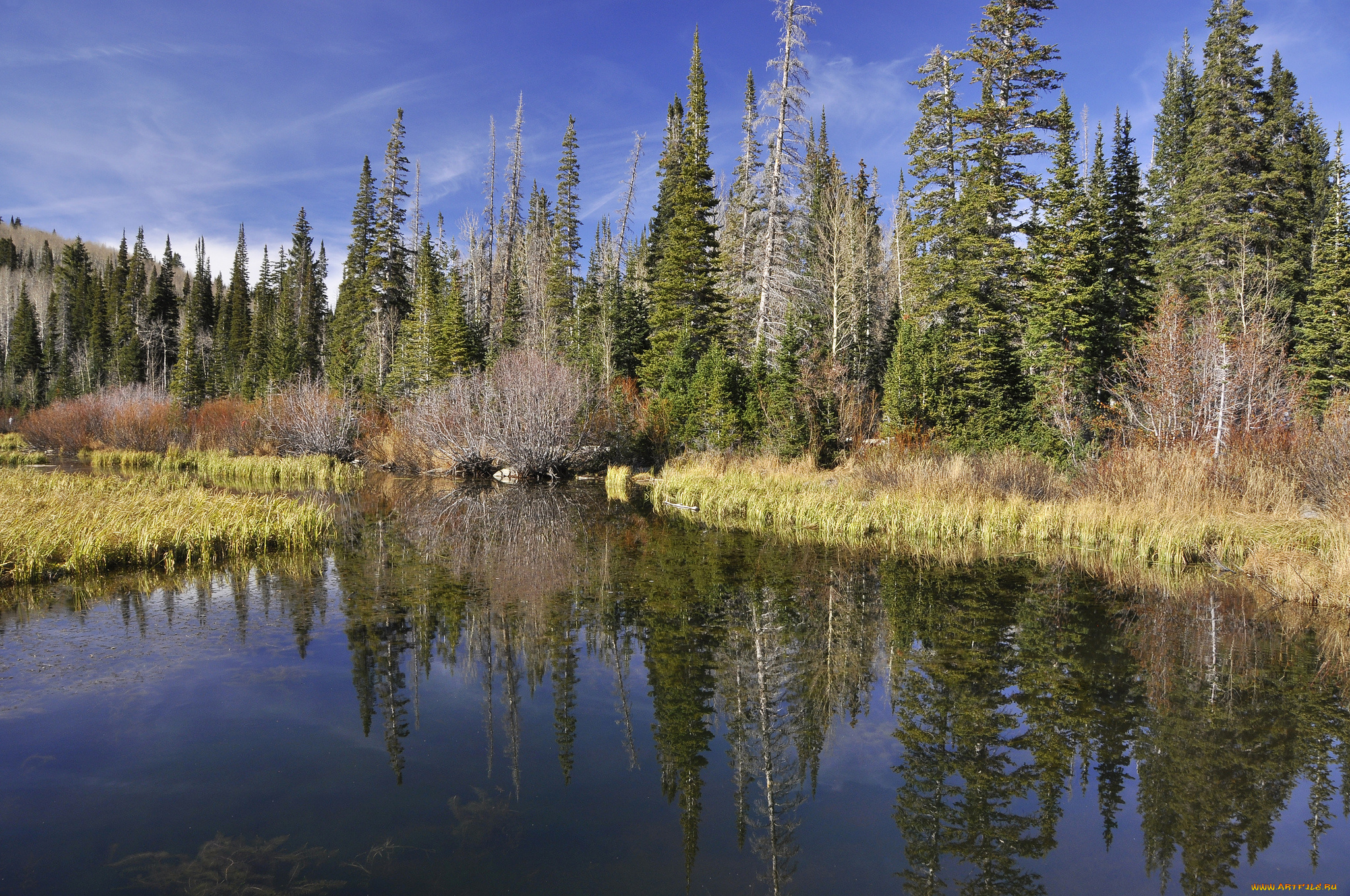 природа, реки, озера, река, лес