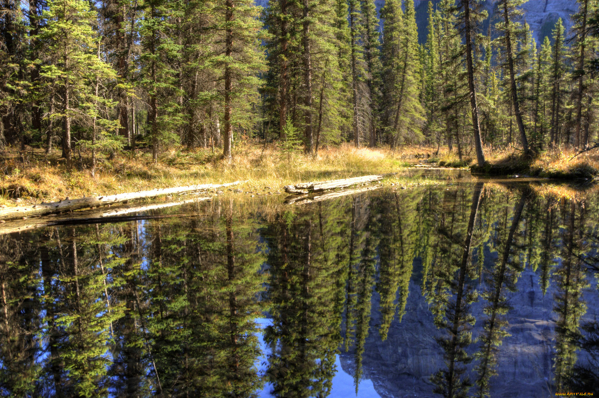 природа, моря, океаны, река, лес