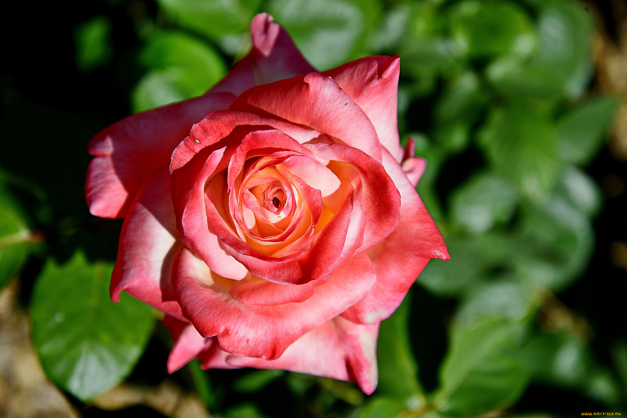 цветы, розы, бутон, роза