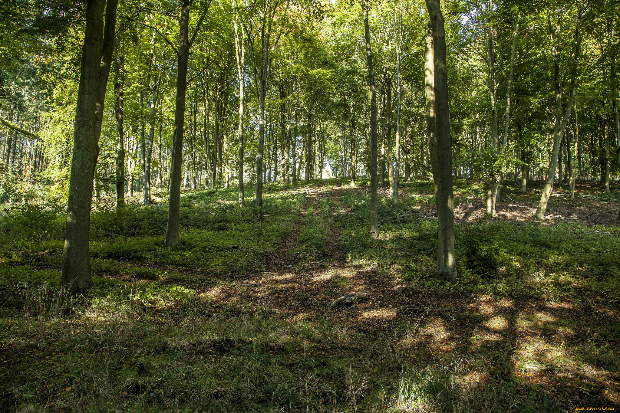 природа, дороги, колея, деревья, поляна