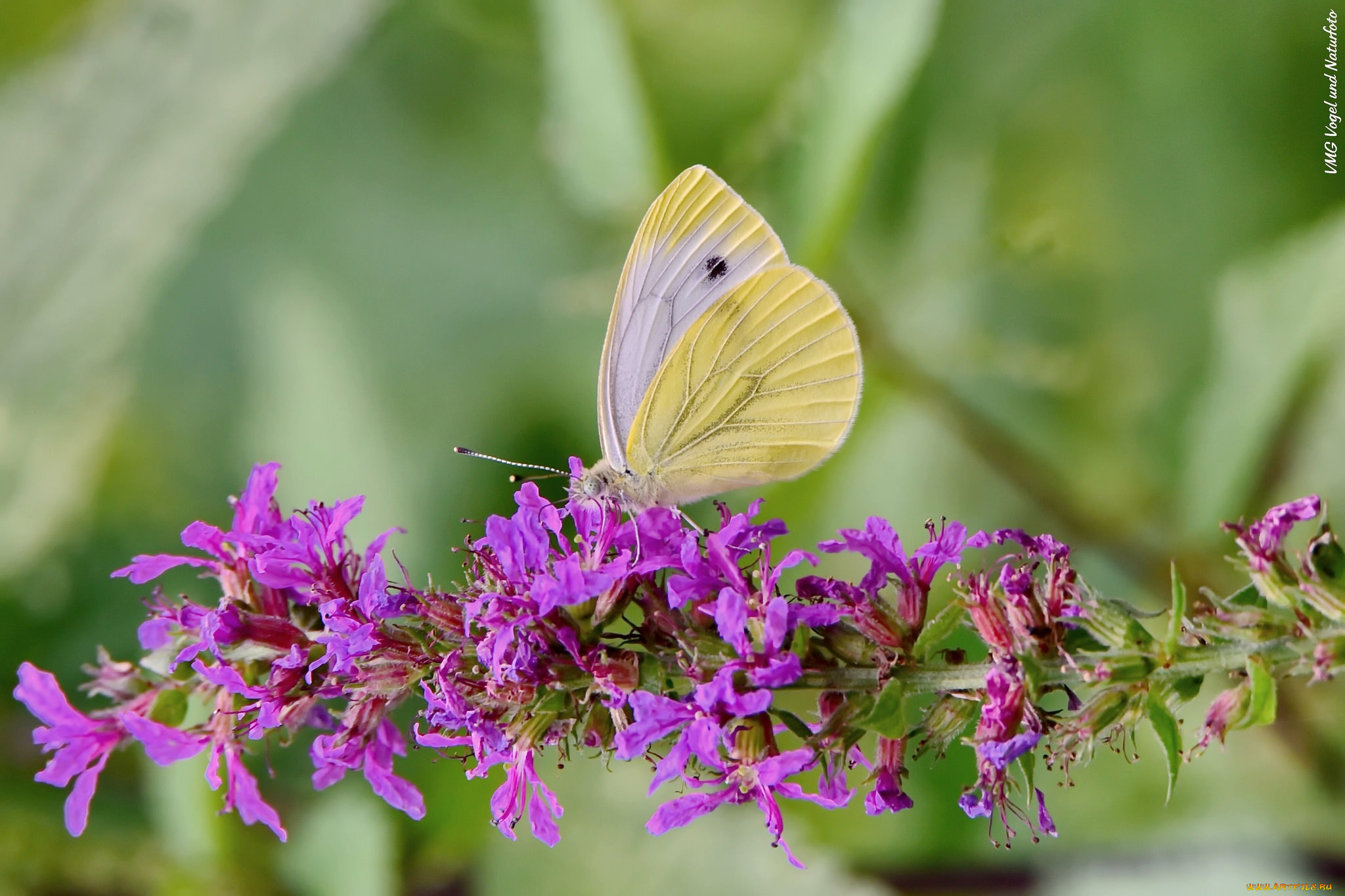 животные, бабочки, , мотыльки, , моли, цветы, бабочка, луг
