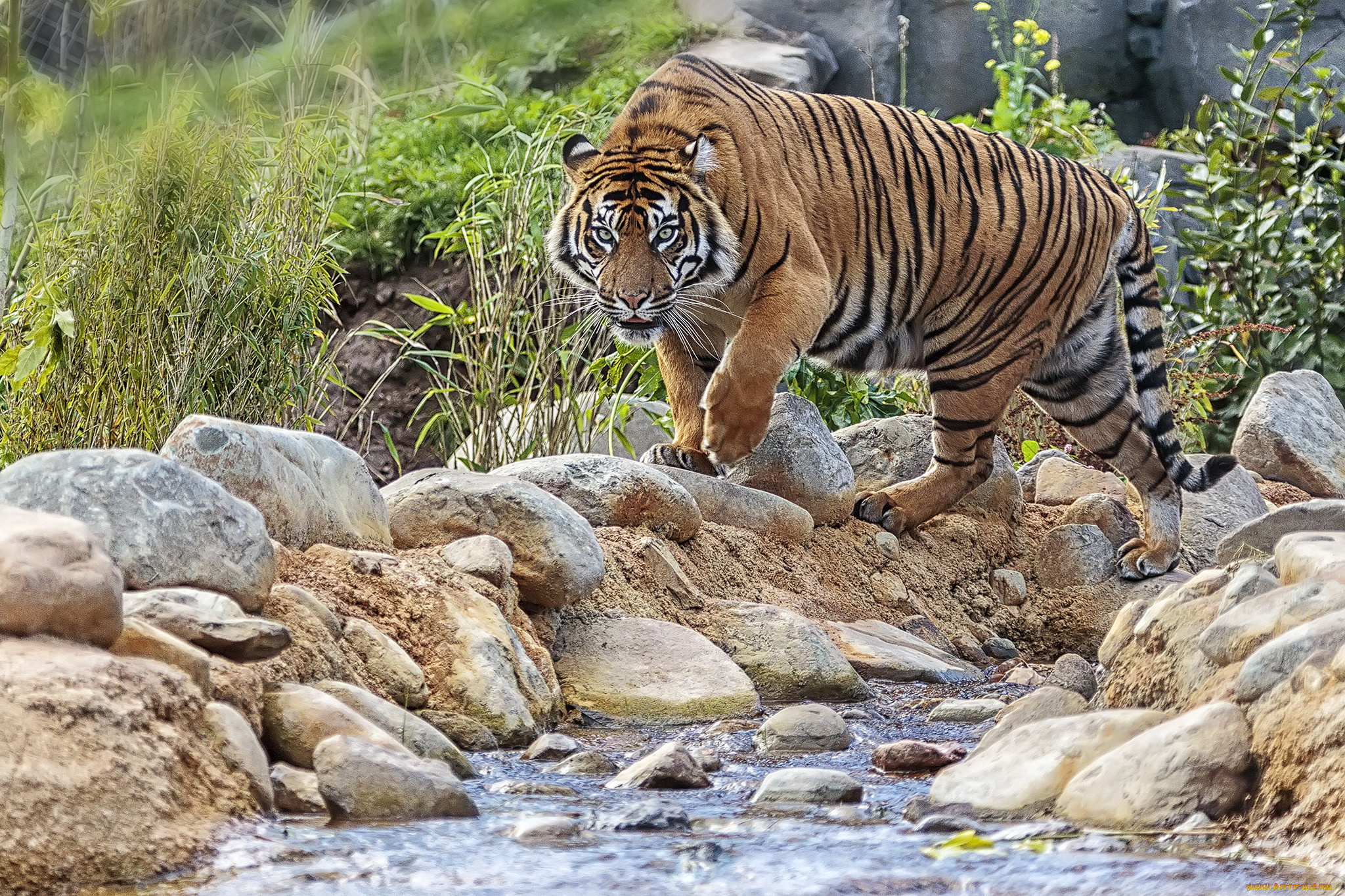 животные, тигры, тигр