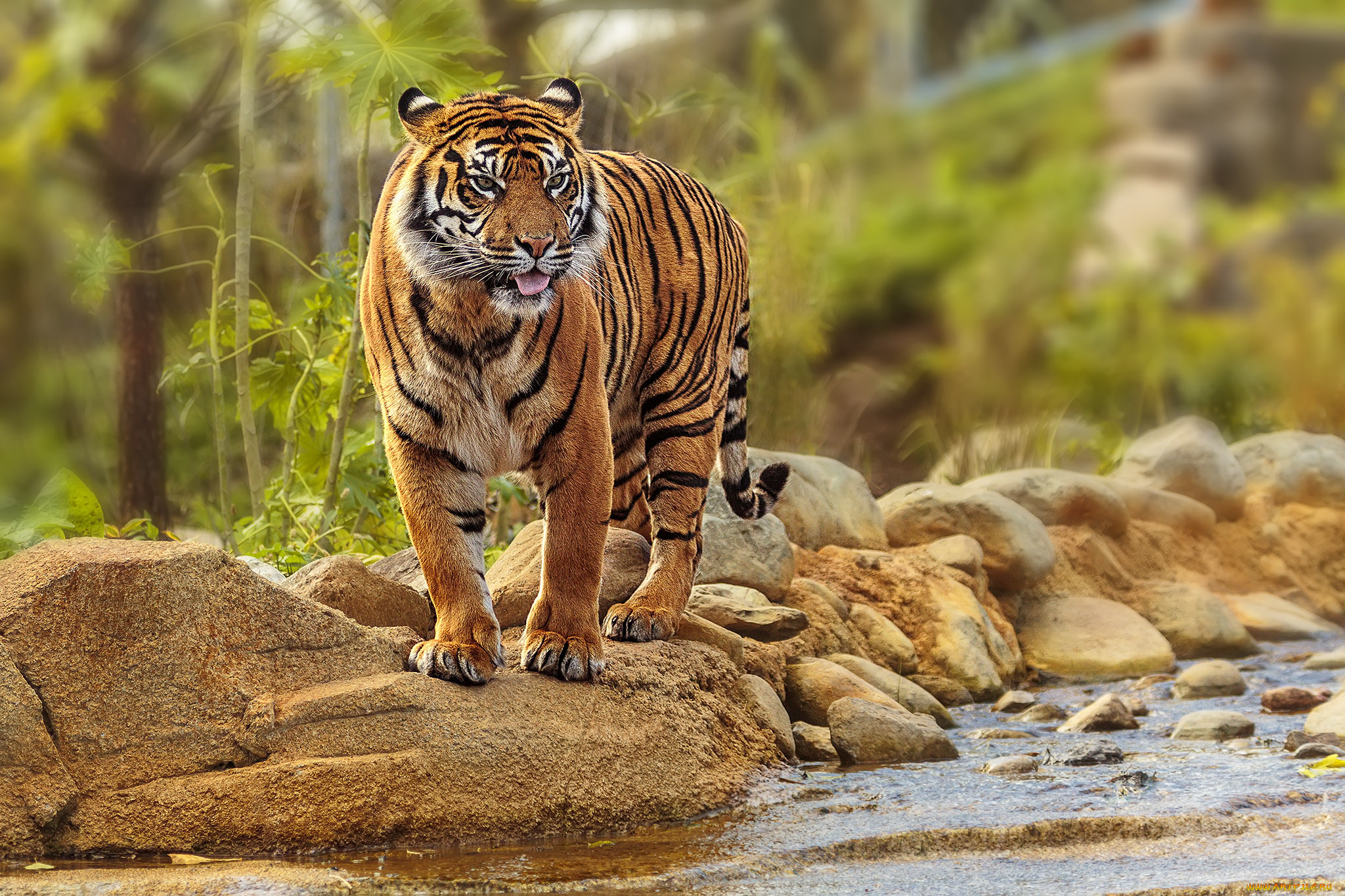 животные, тигры, тигр