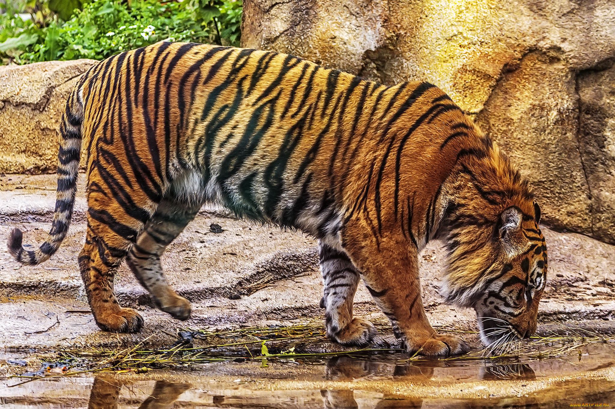 животные, тигры, тигр