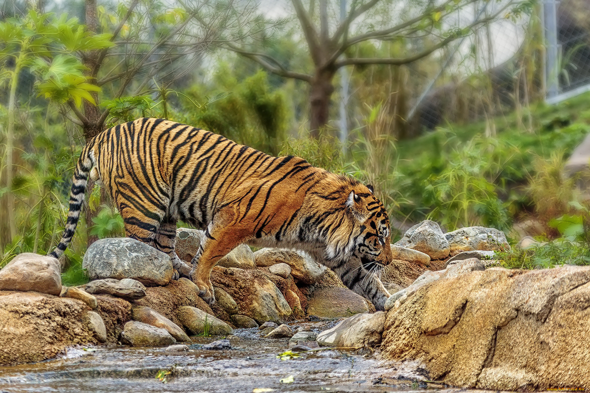 животные, тигры, тигр