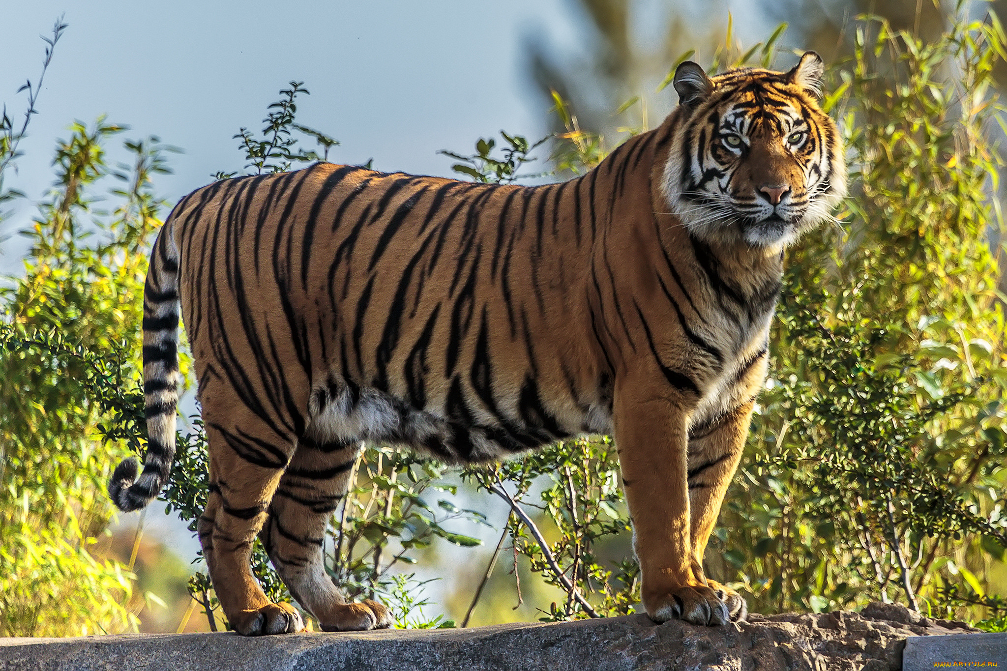 животные, тигры, тигр