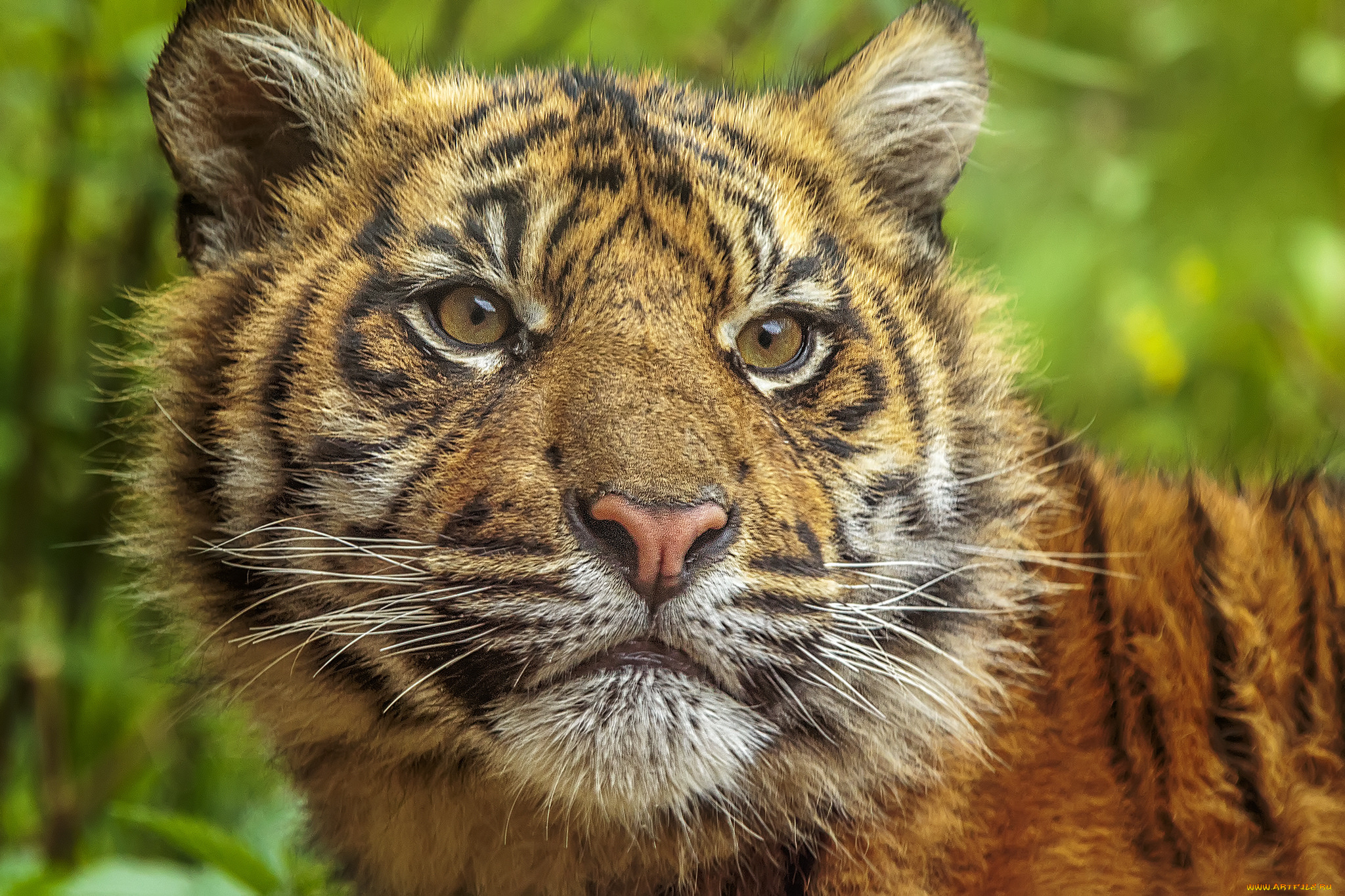 животные, тигры, тигр