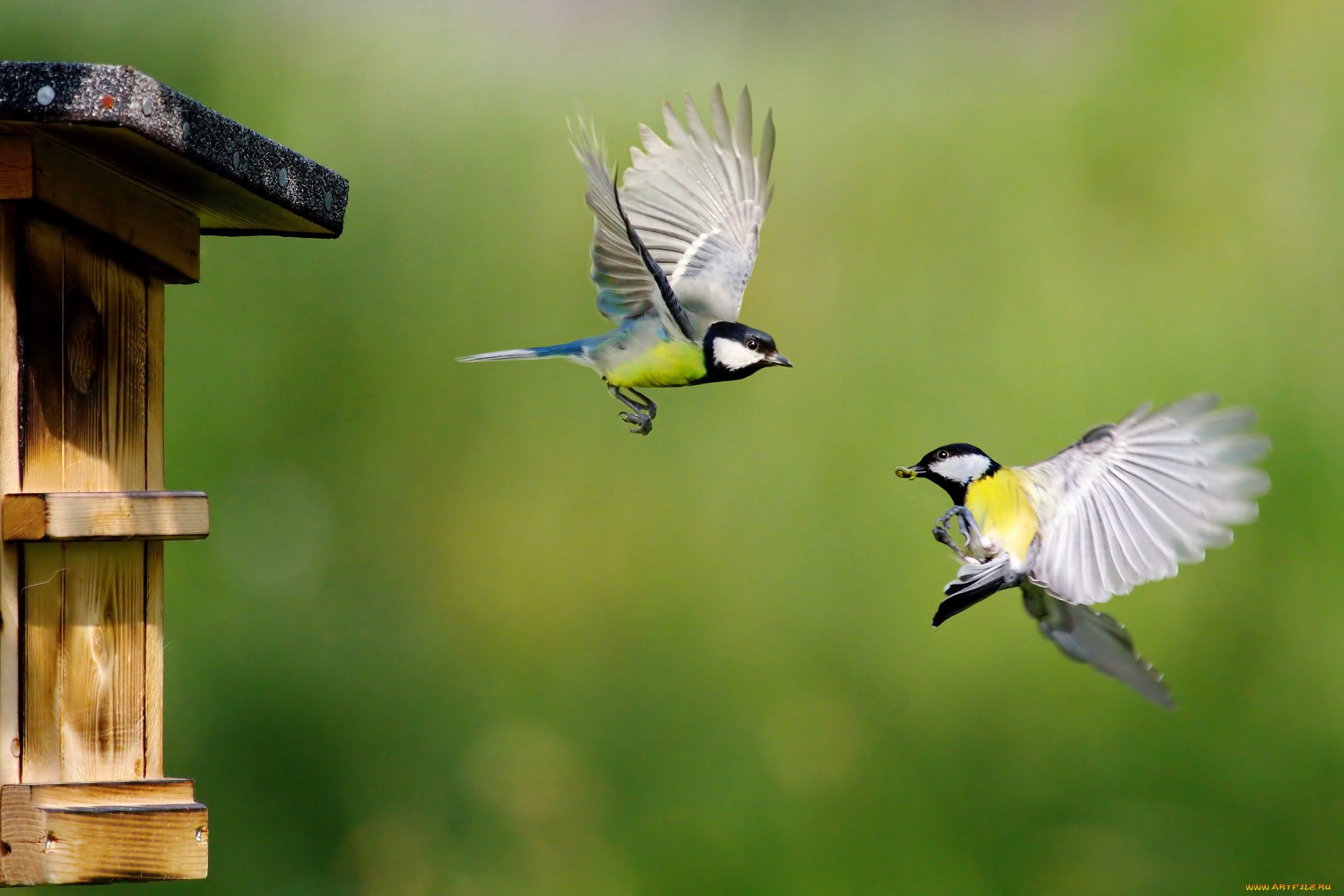 животные, синицы, , лазоревки, пара