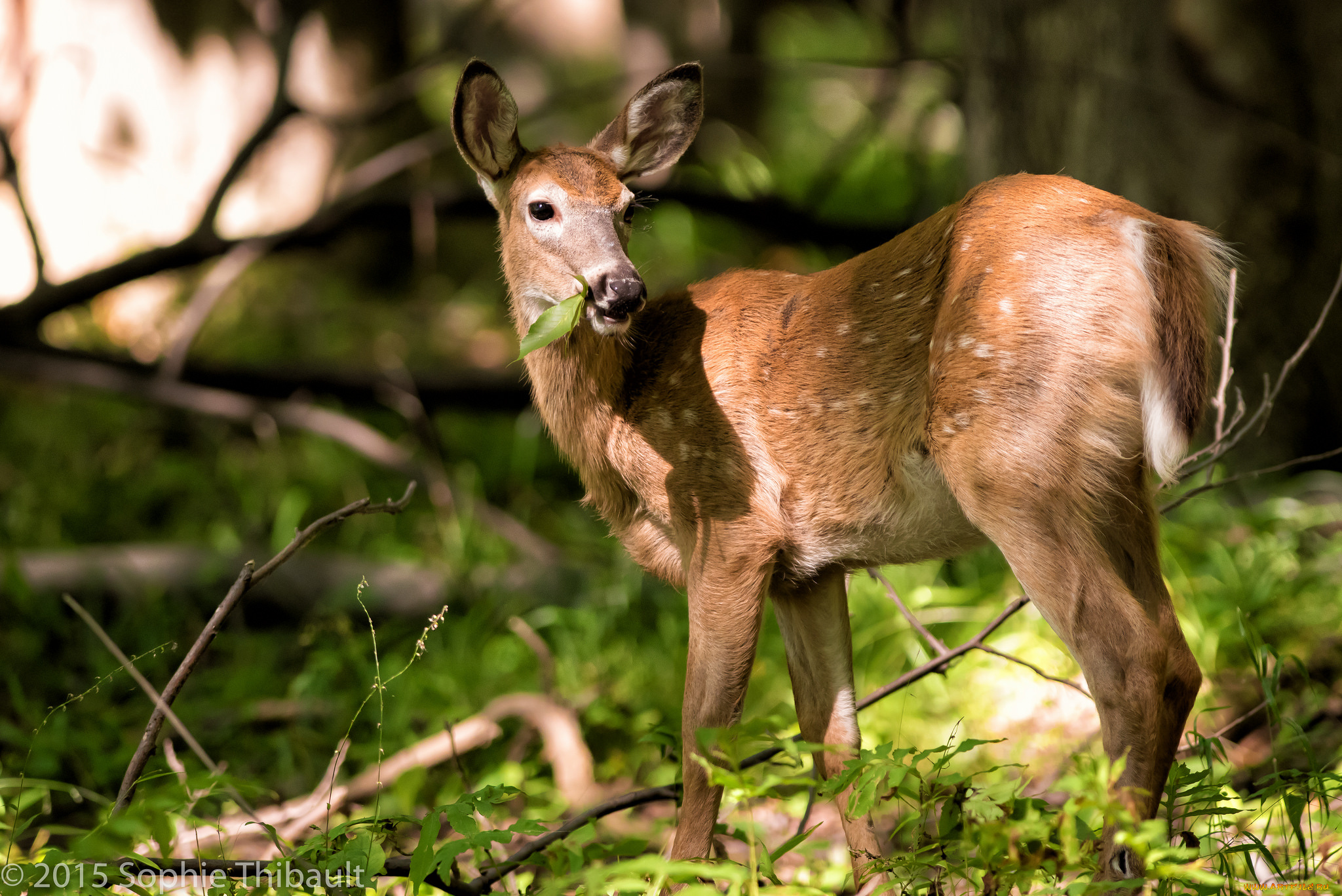 животные, олени, олениха, трава